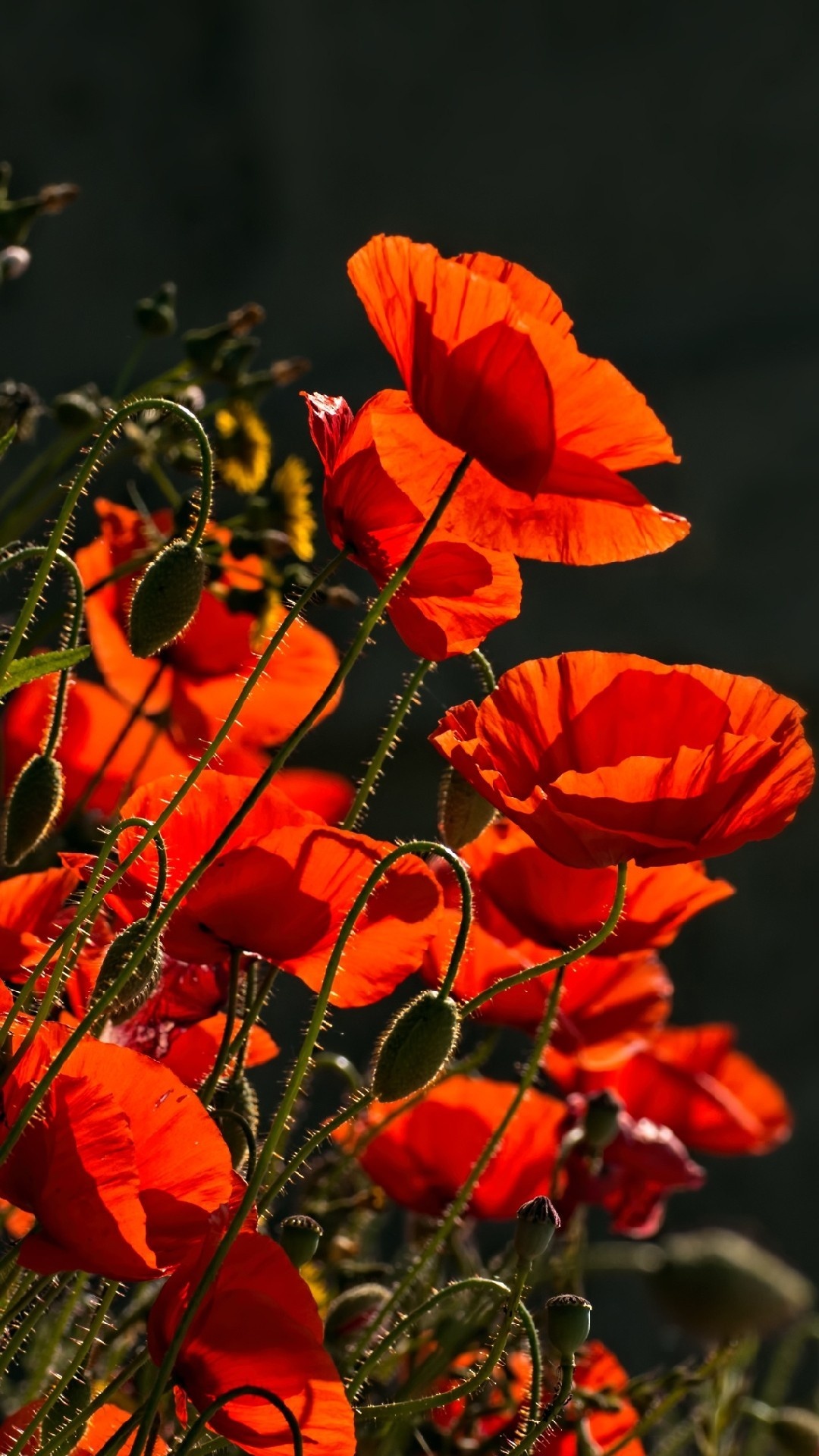 Traxzee poppy field, Field of dreams, Vibrant red, Petals in motion, 1080x1920 Full HD Phone