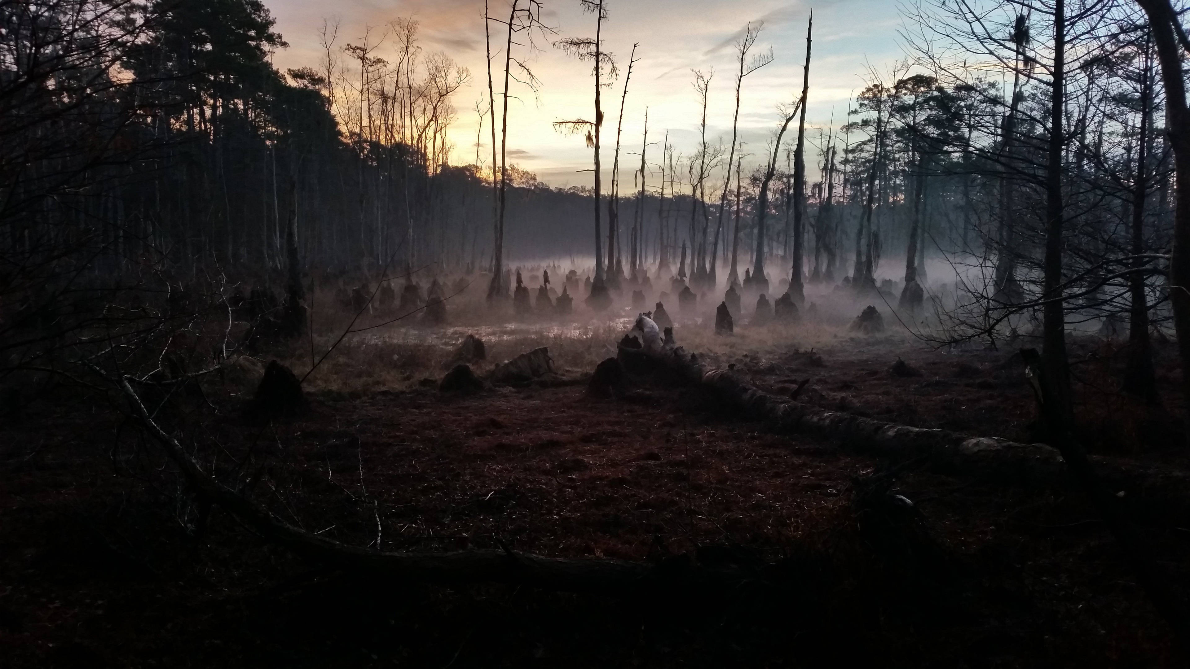 misty cypress swamp, exposed cypress knees, gloomy twilight forest clearing, 4K Desktop wallpaper