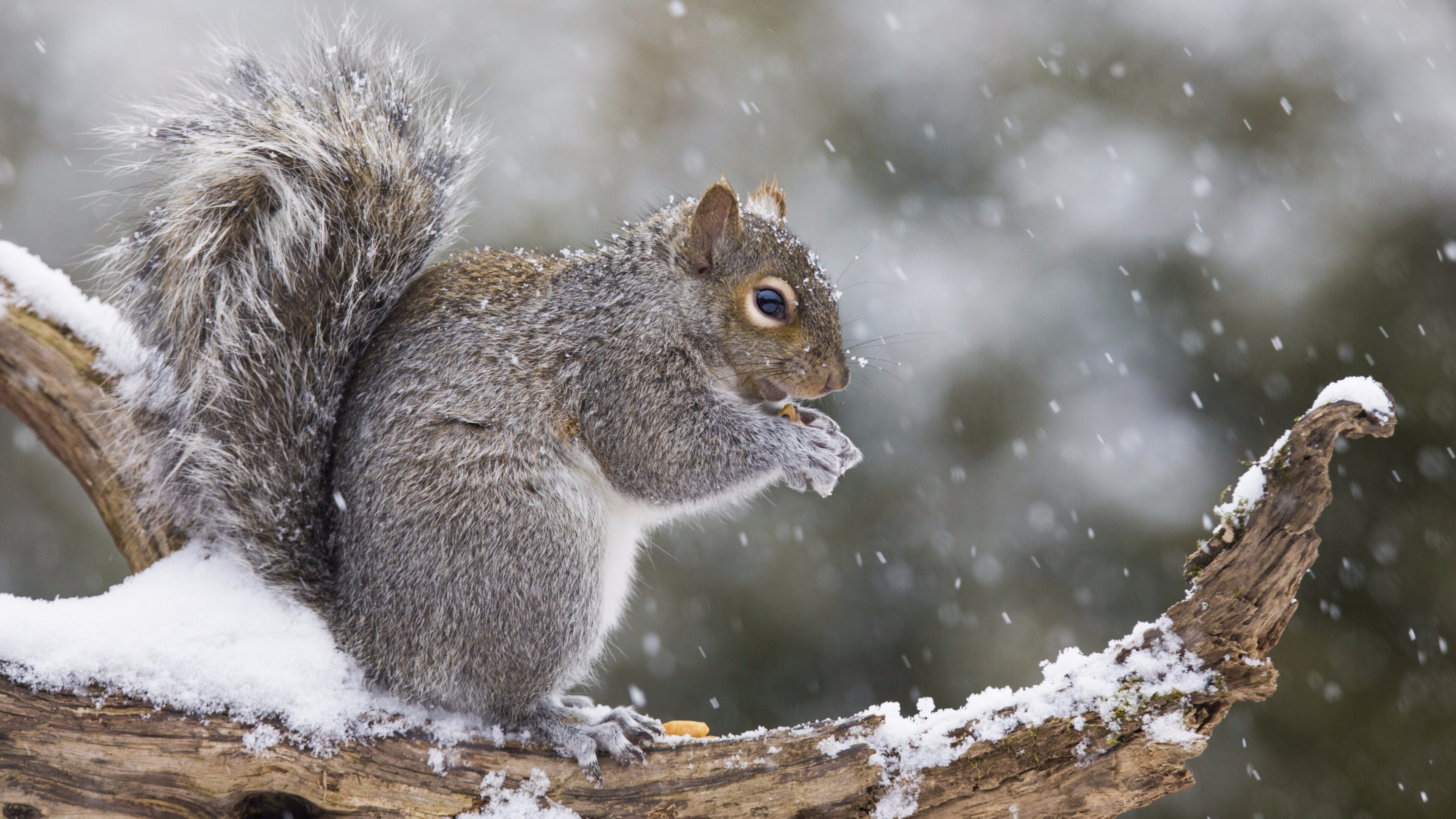 Eastern gray squirrel, Squirrels Wallpaper, 3840x2160 4K Desktop