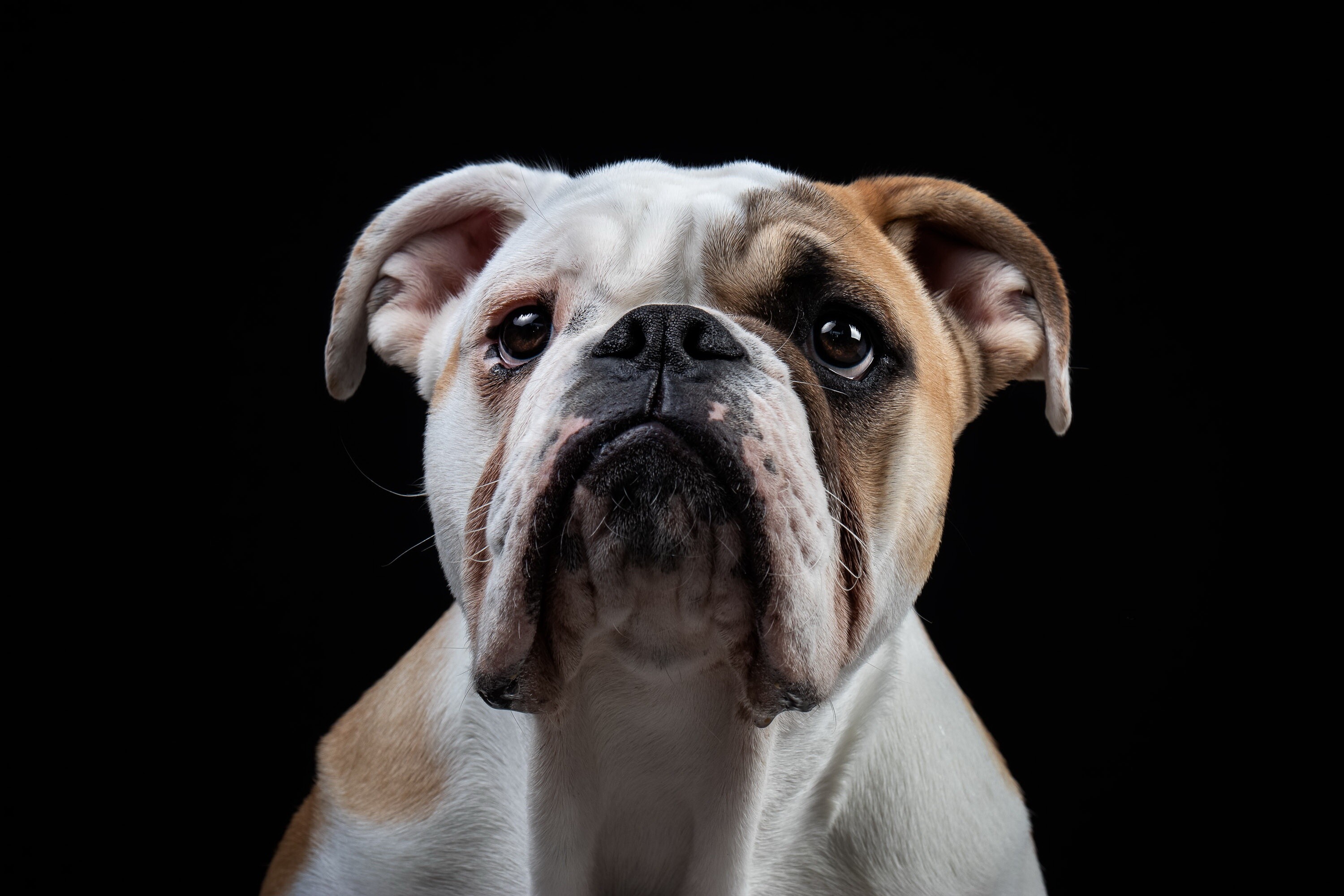 Bulldog, English Bulldog HD wallpaper, Expert, 3000x2000 HD Desktop