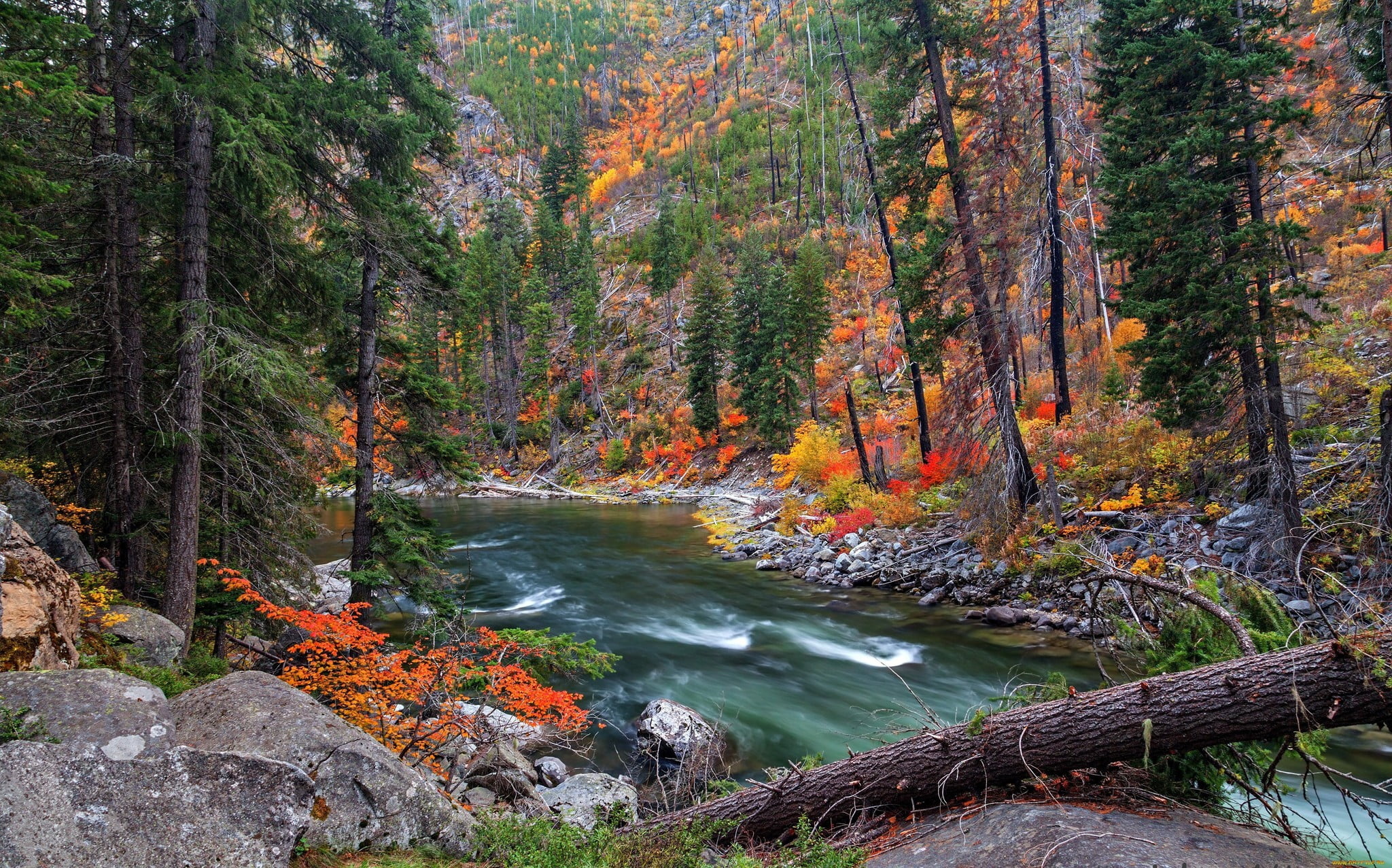 Pine Tree, Landscape forest, River, 2050x1280 HD Desktop