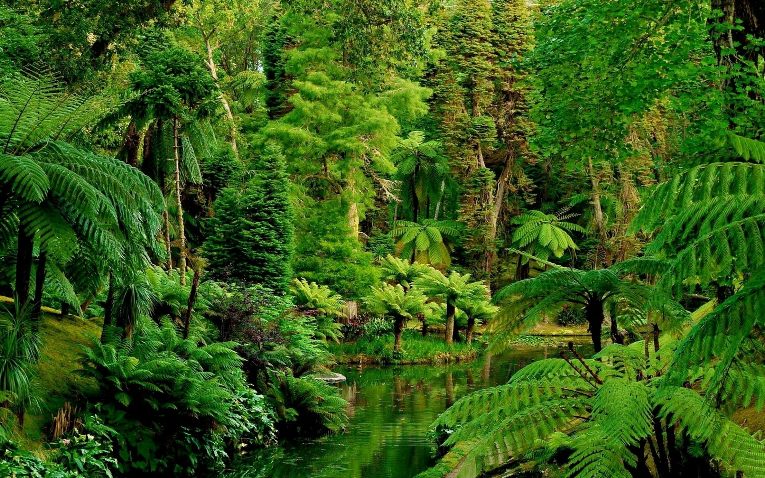 Wallpaper jungle retreat, Nature's oasis, Jungle dreams, Serene beauty, 2560x1600 HD Desktop