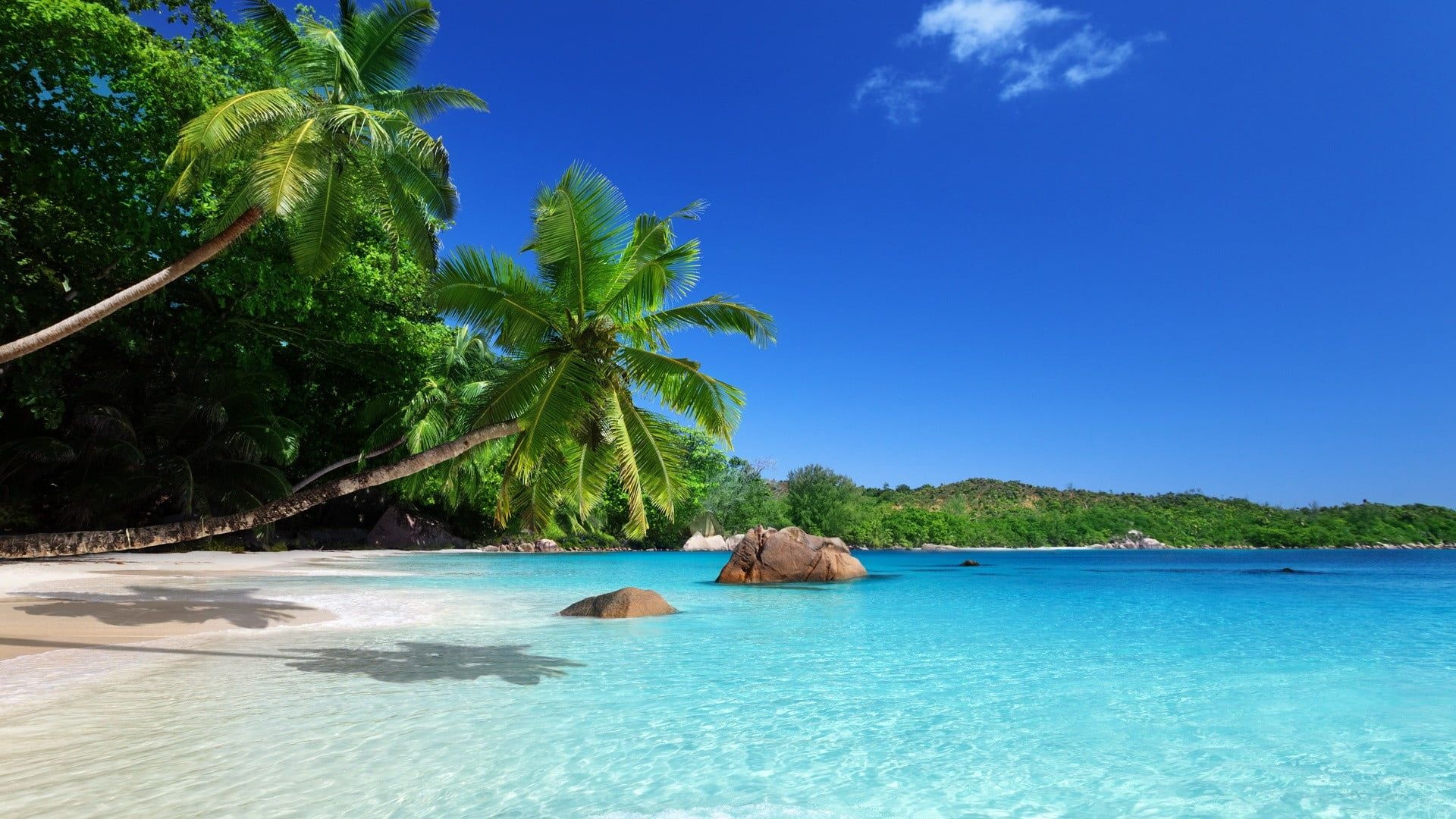 Anse Lazio Seychelles beach, Leaning coconut palm tree, Turquoise coastal water, Full HD Desktop wallpaper