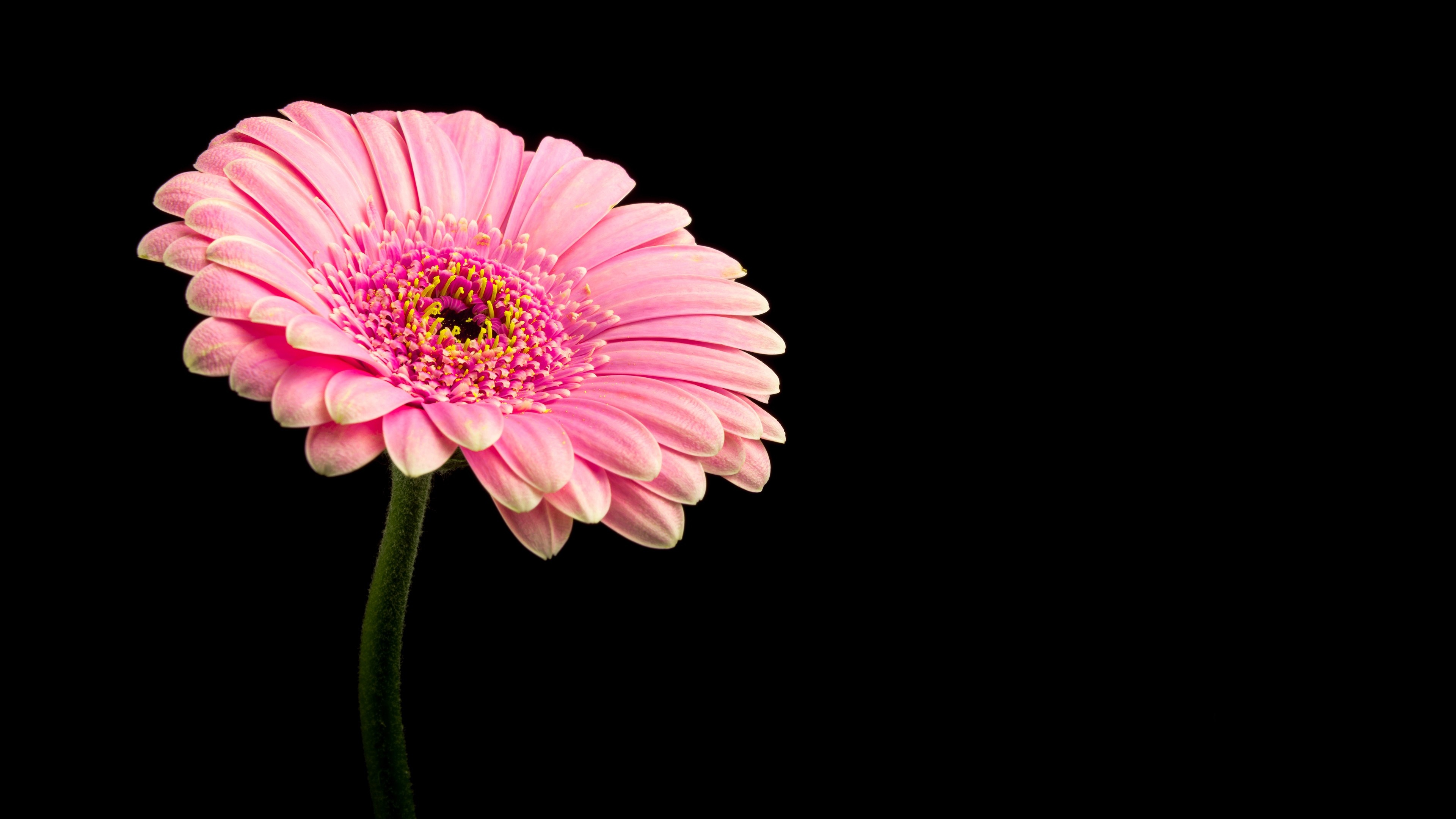 Gerbera daisy, Ultra HD wallpaper, Colorful background, Nature's delight, 3840x2160 4K Desktop