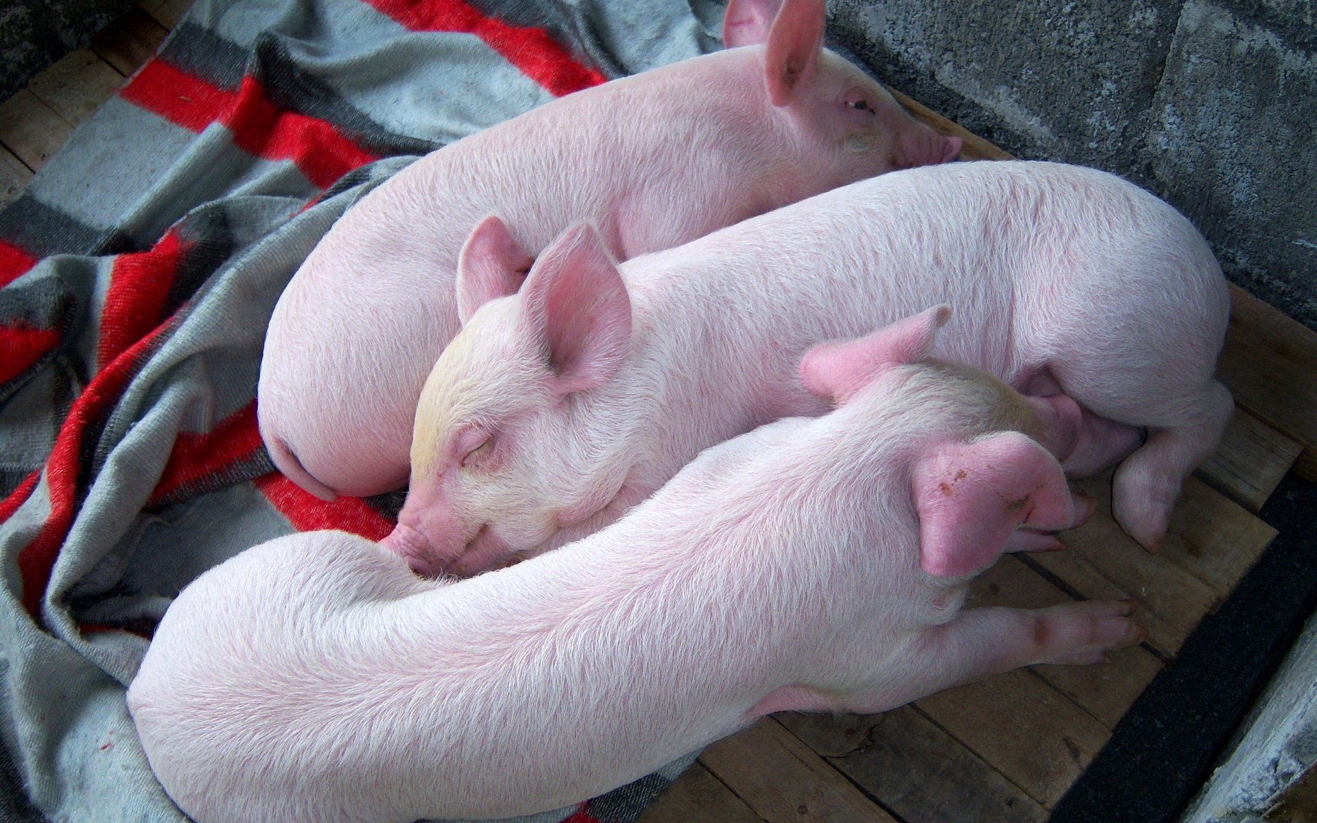 Cuddly piglets, Farmyard friends, Happy snouts, Playful oinks, 1920x1200 HD Desktop