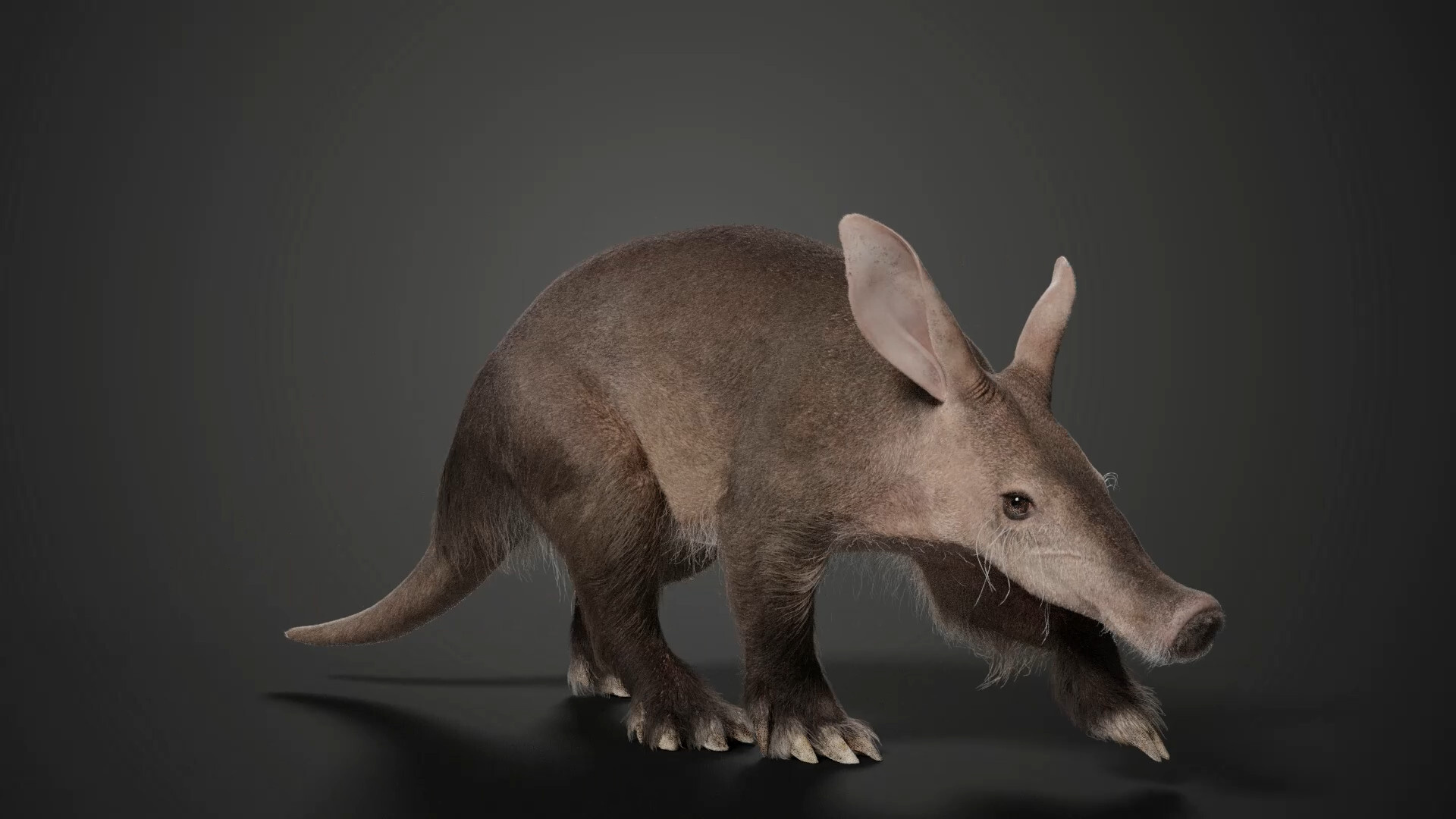 Aardvark, Artstation, Creative, Design, 1920x1080 Full HD Desktop