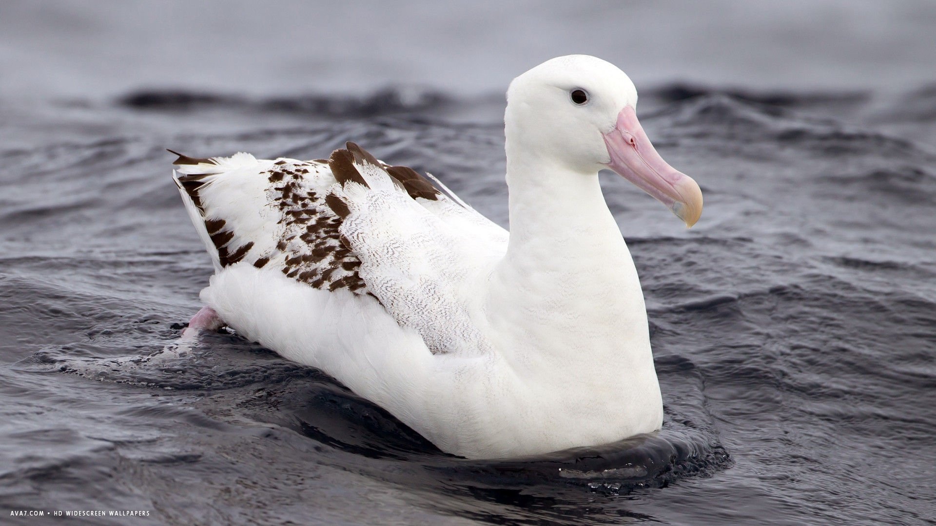 Seabird wonder, Albatross beauty, Desktop wallpapers, Inspiring avian artistry, 1920x1080 Full HD Desktop