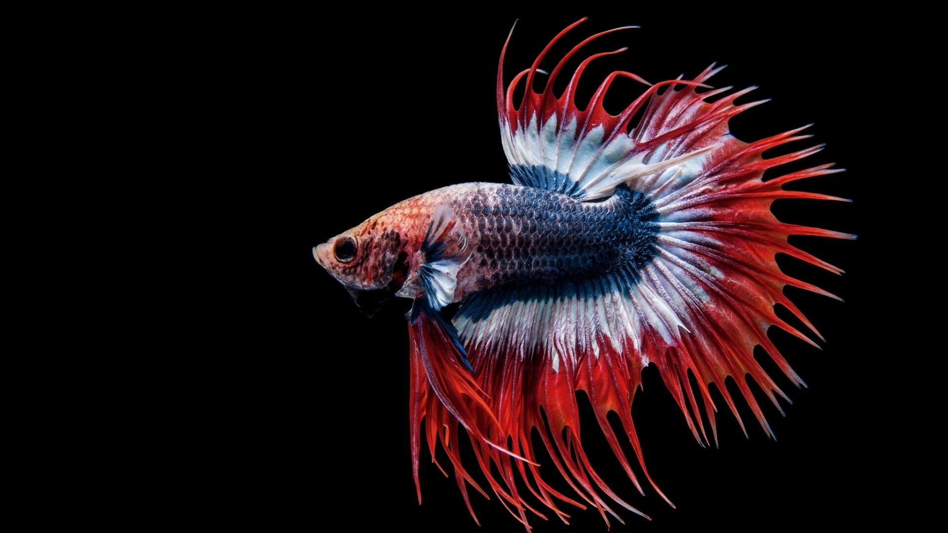 Betta fish siamese fighting fish wallpaper, Colorful aquatic species, Aquatic elegance, Underwater wonder, 1920x1080 Full HD Desktop