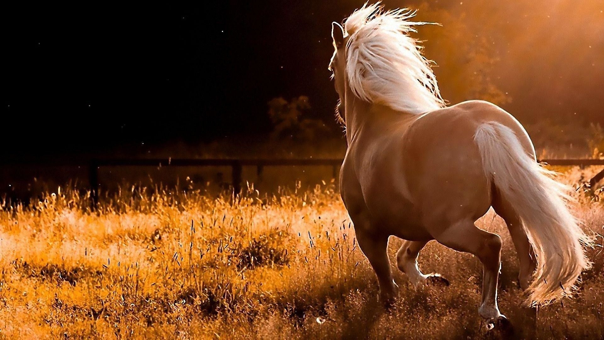 Fall horse wallpapers, Autumn vibes, Nature's hues, Seasonal beauty, 1920x1080 Full HD Desktop
