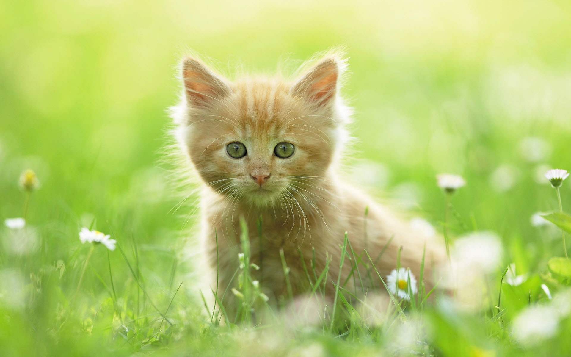 fluffy orange tabby kitten, white daisy flowers, sunny green grass, HD Desktop wallpaper