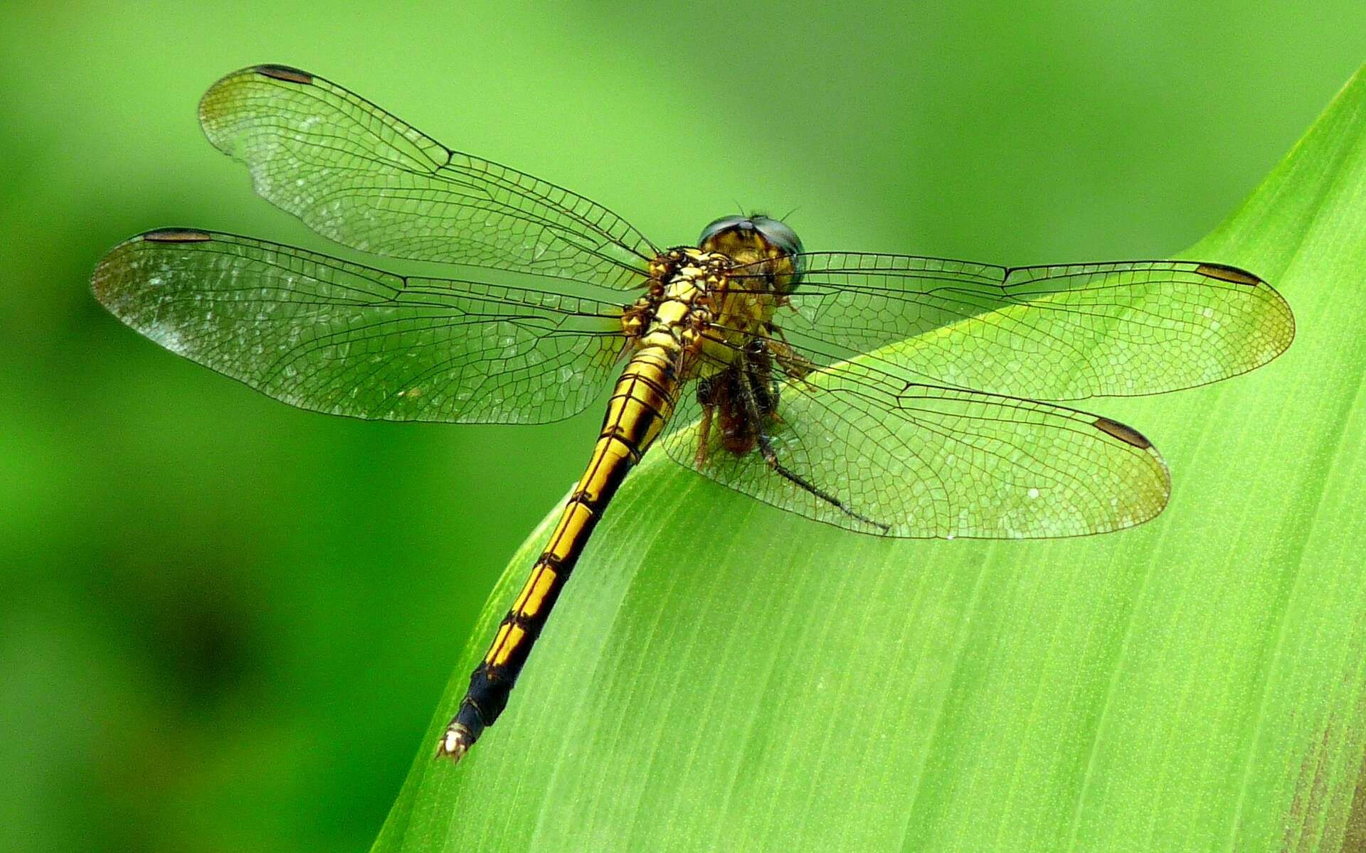 Dragonfly HD wallpapers, Dragonfly wallpaper, Dragonfly images, 1920x1200 HD Desktop