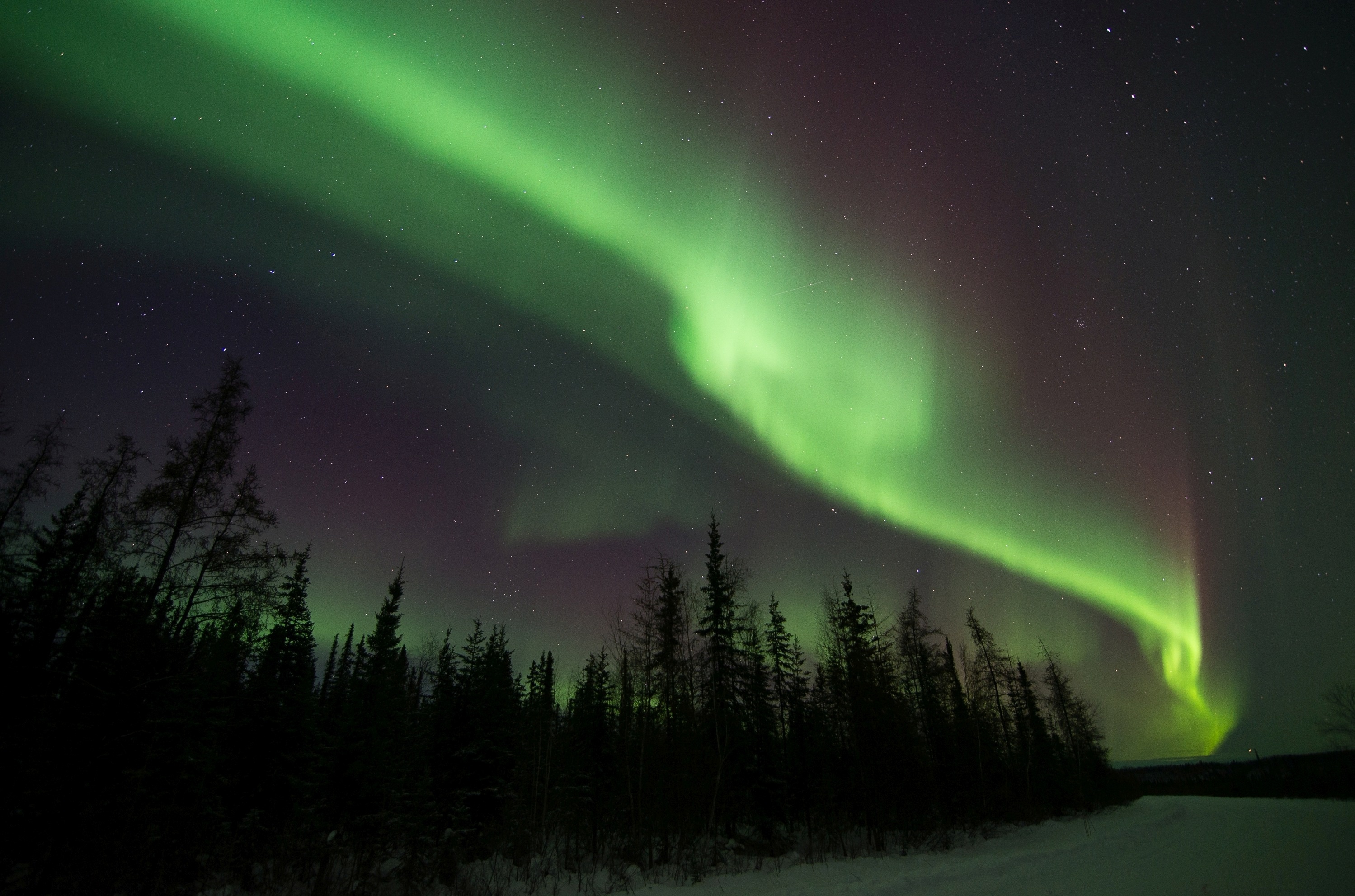 Green aurora borealis, Silhouetted boreal forest, Starry night sky, HD Desktop wallpaper