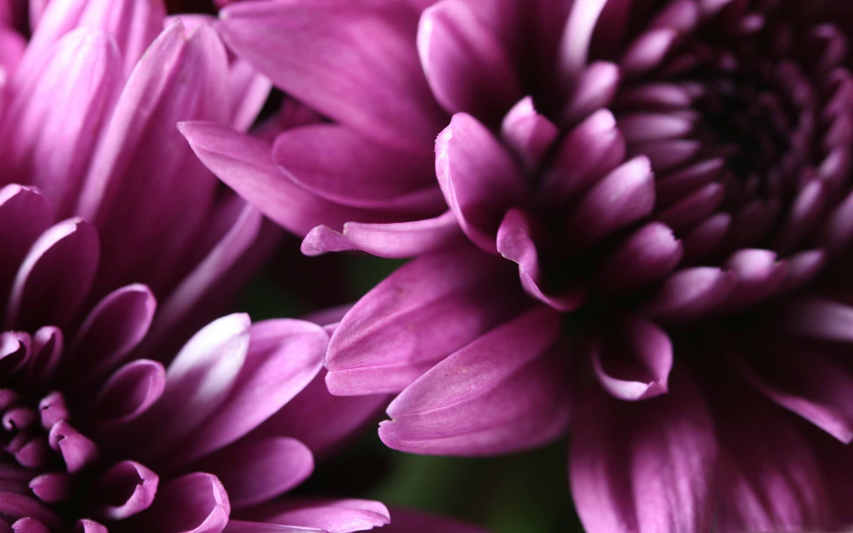 Chrysanthemum, Purple flowers, MacBook wallpaper, Botanical beauty, 2880x1800 HD Desktop