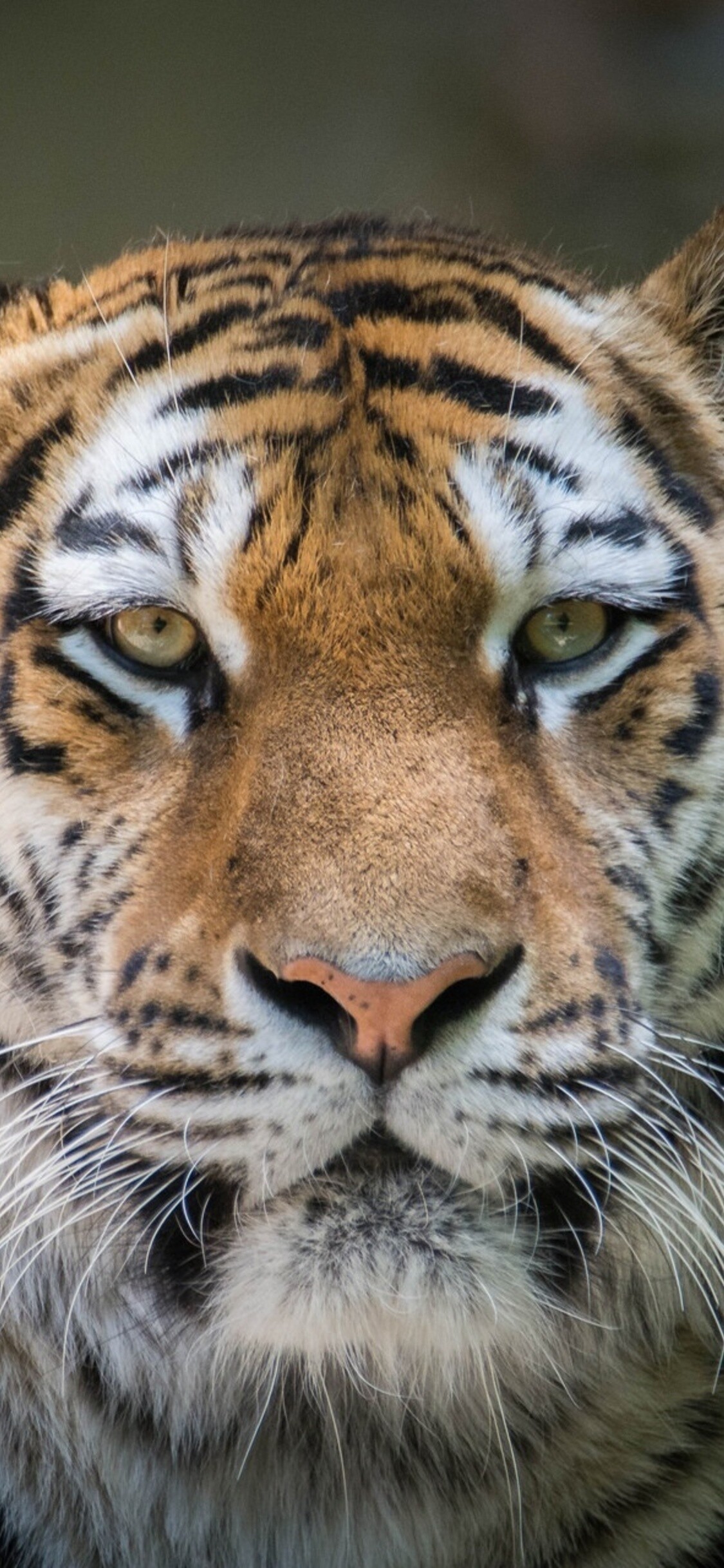 Stunning tiger, Exquisite iPhone XS wallpaper, Stunning HD images, Impressive backgrounds, 1130x2440 HD Phone