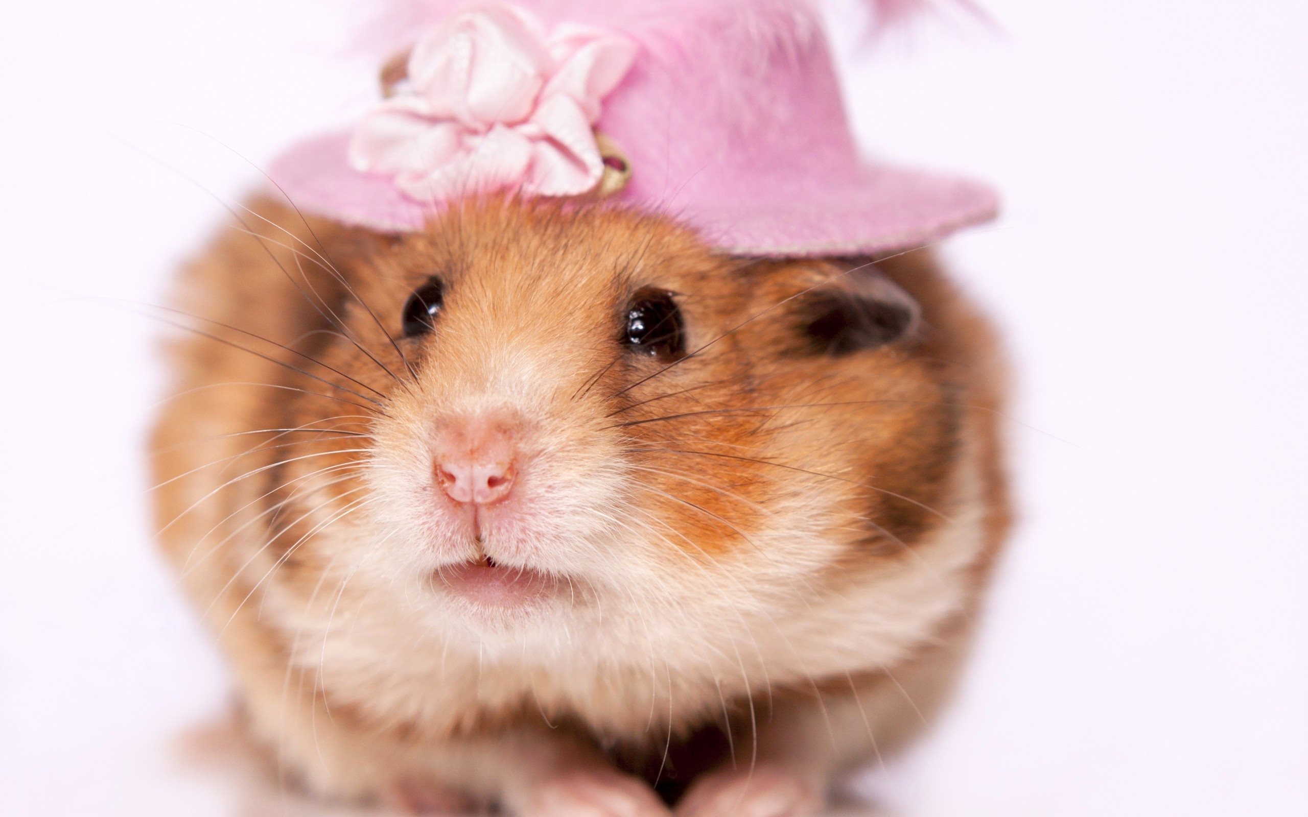 Hat, Hamsters Wallpaper, 2560x1600 HD Desktop