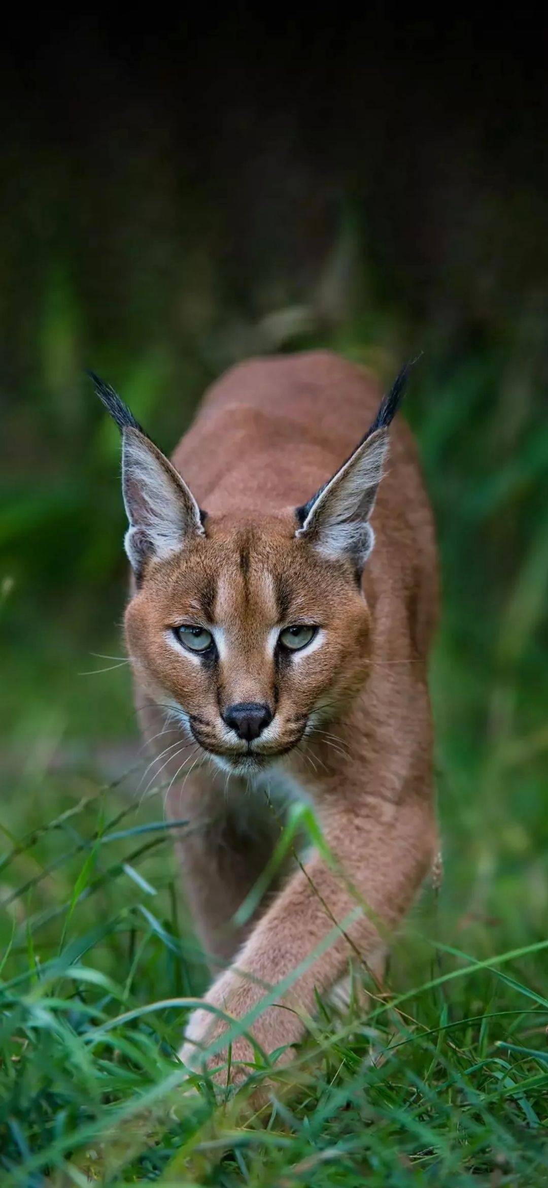 Wildlife photography, Stunning feline, Beautiful animal, Captivating shot, 1080x2340 HD Phone