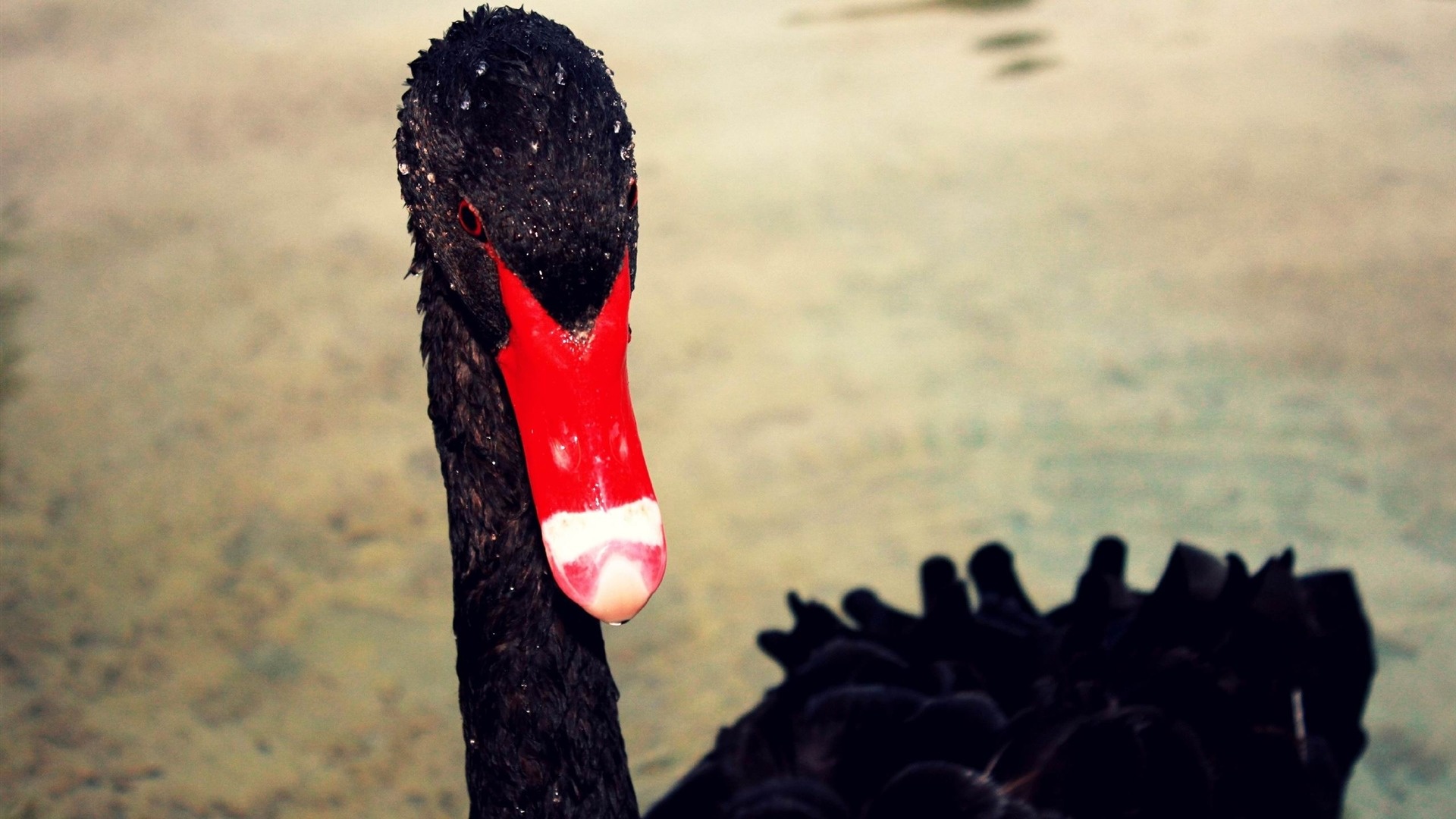 Swan beak black, Red accent, Striking contrast, Bold and vibrant, 1920x1080 Full HD Desktop