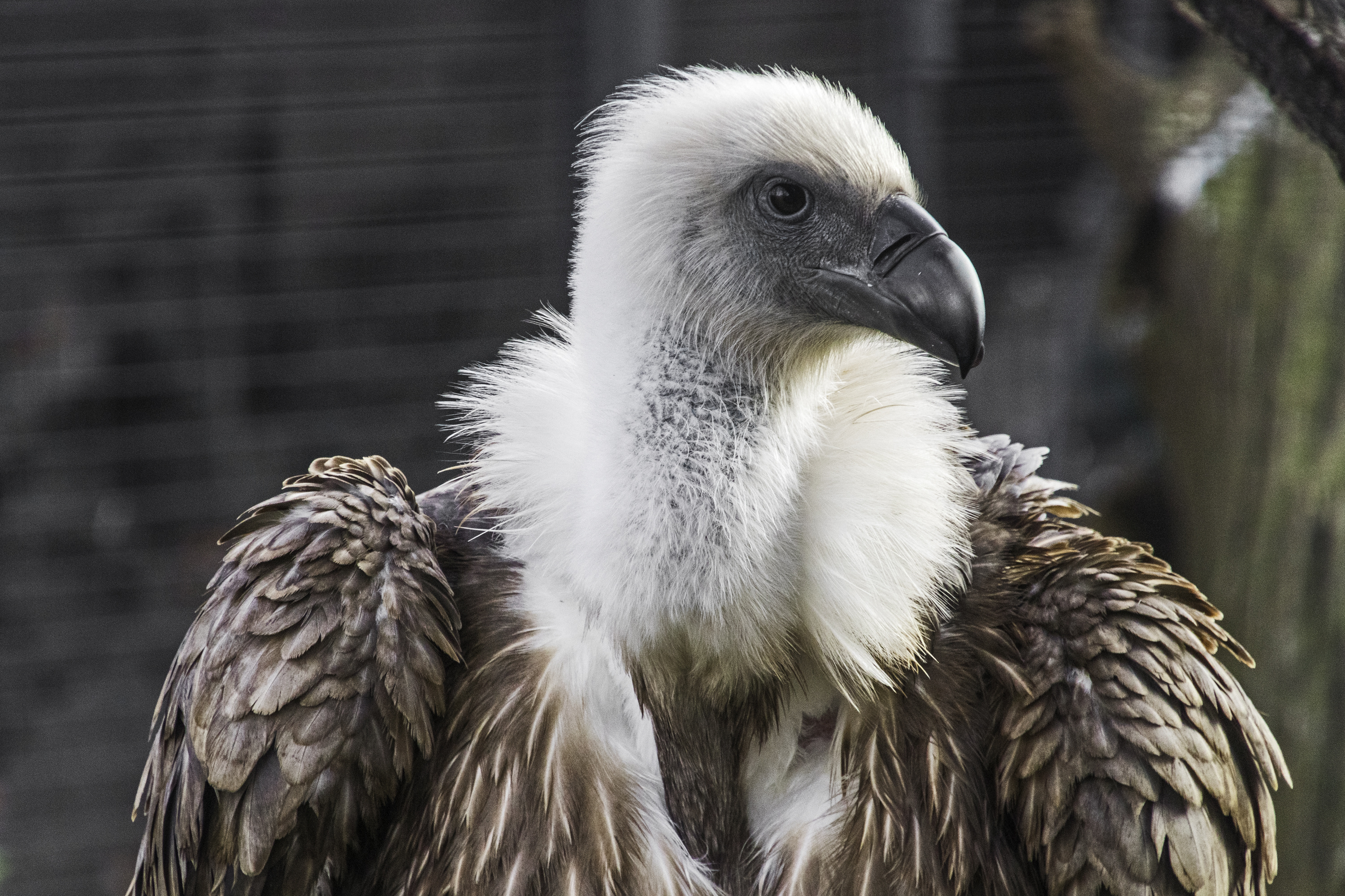 Vulture close-up photography, Photographe original size, 3000x2000 HD Desktop