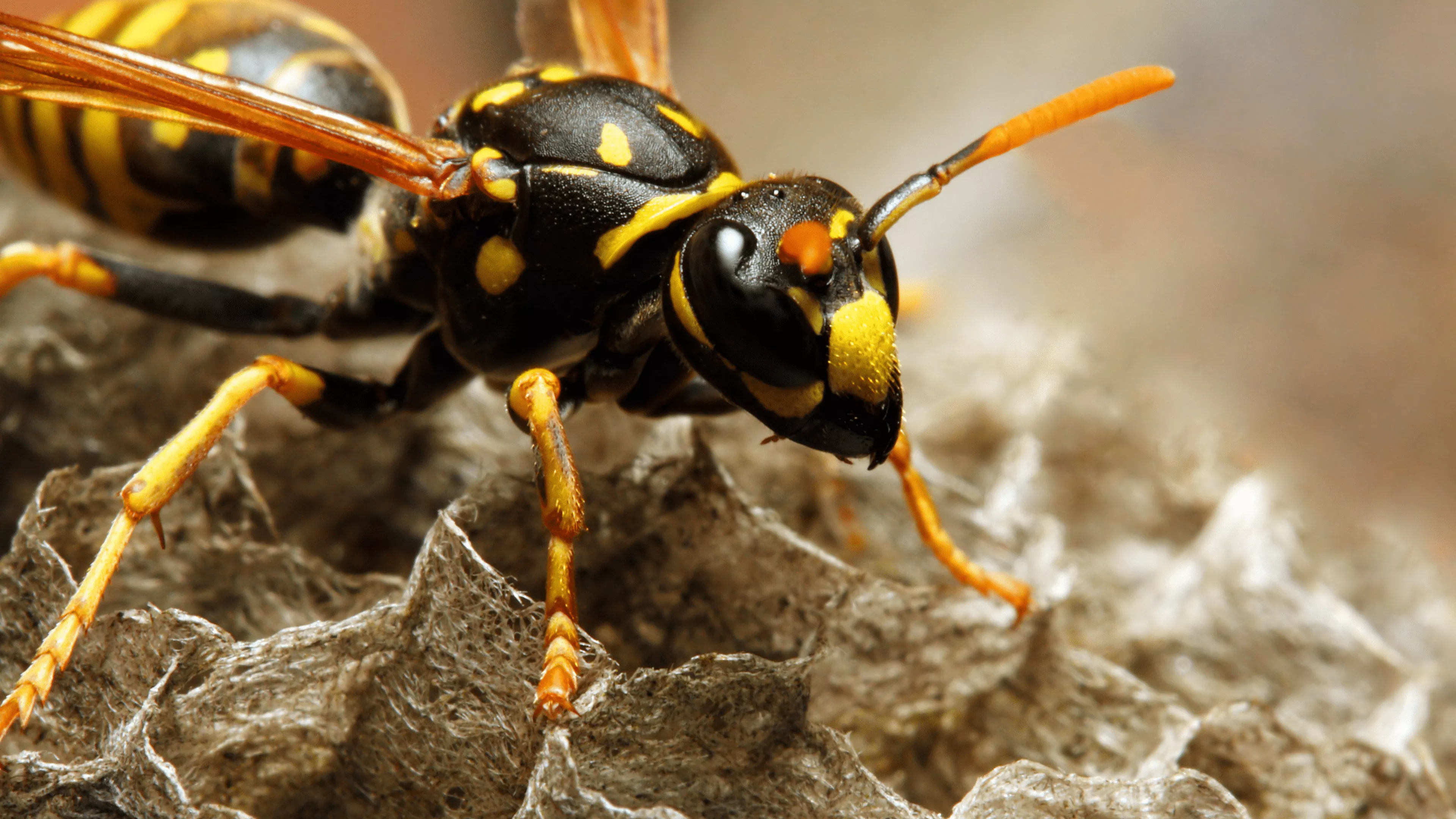 Wasp types, Wasp identification, Wasp characteristics, Invasive species, 3840x2160 4K Desktop