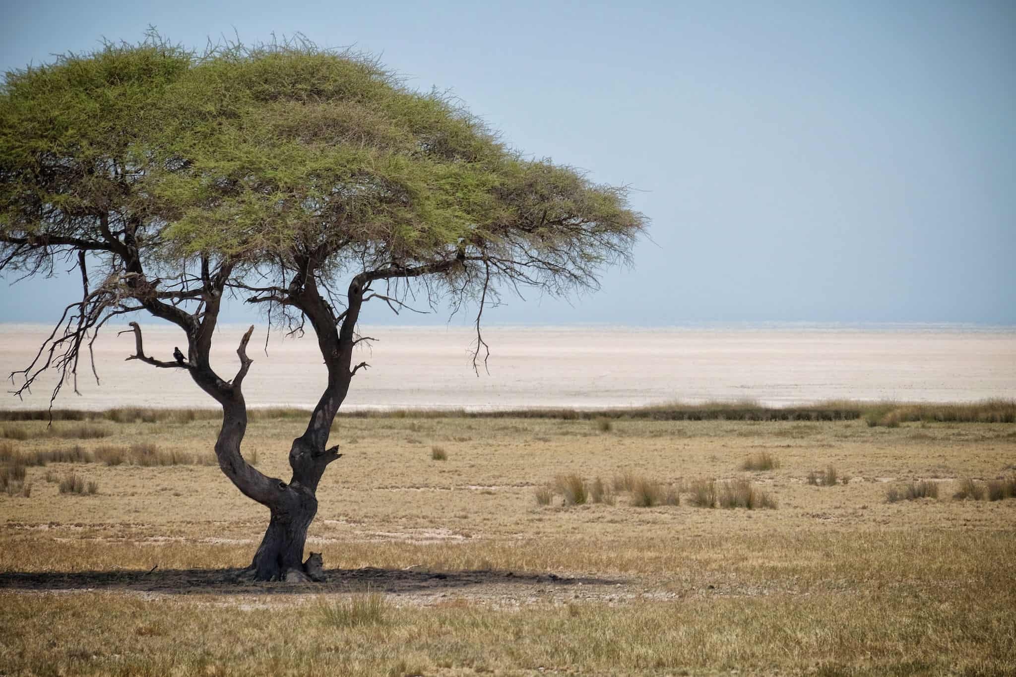 Etosha National Park, Namibia, Safari guide, 2050x1370 HD Desktop