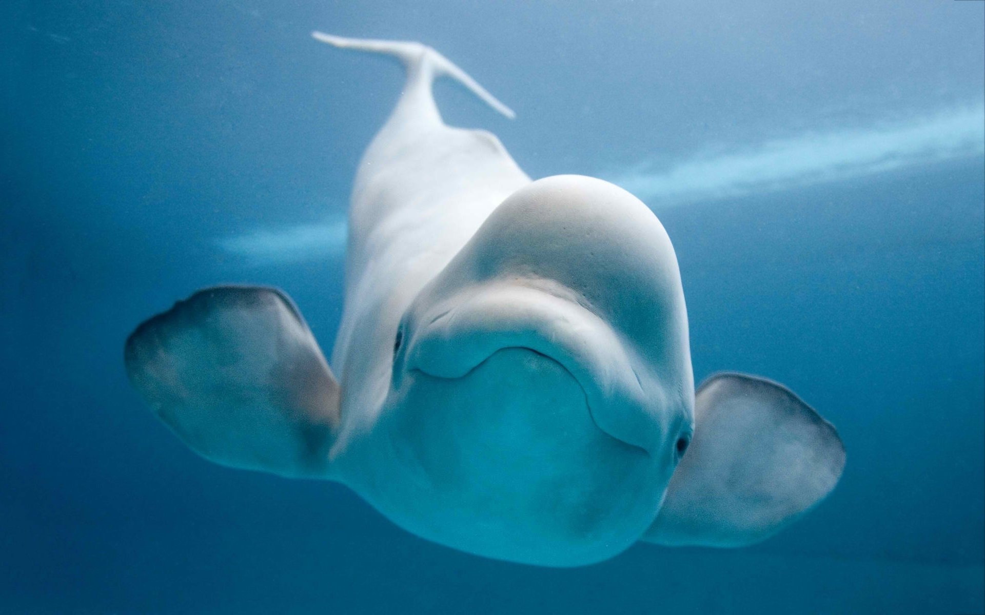 Beluga Whale, Wallpaper, Oceanic beauty, Marine mammal, 1920x1200 HD Desktop