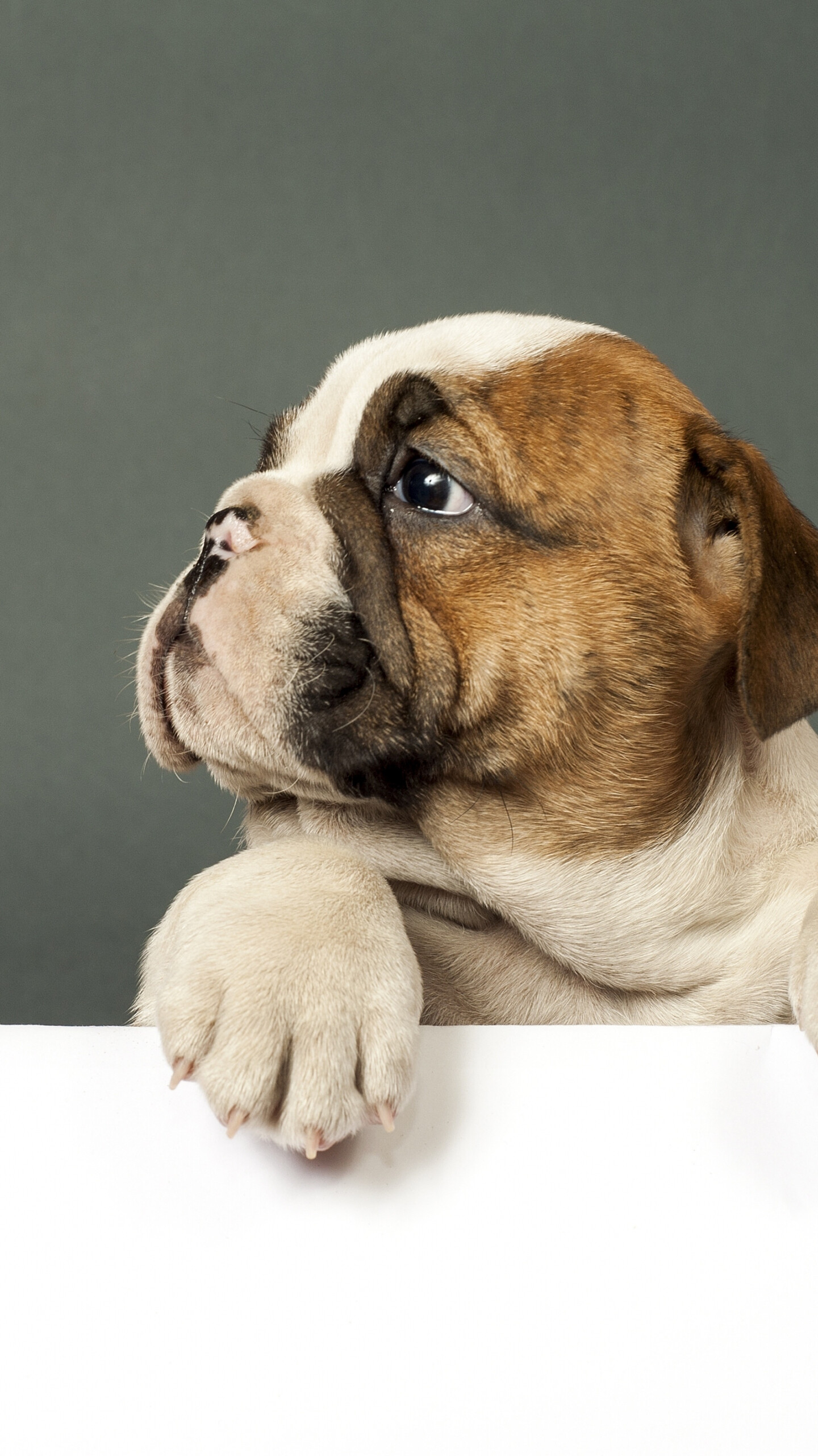 Cute bulldog, Puppy love, Samsung Galaxy wallpaper, HD dog image, 1440x2560 HD Phone