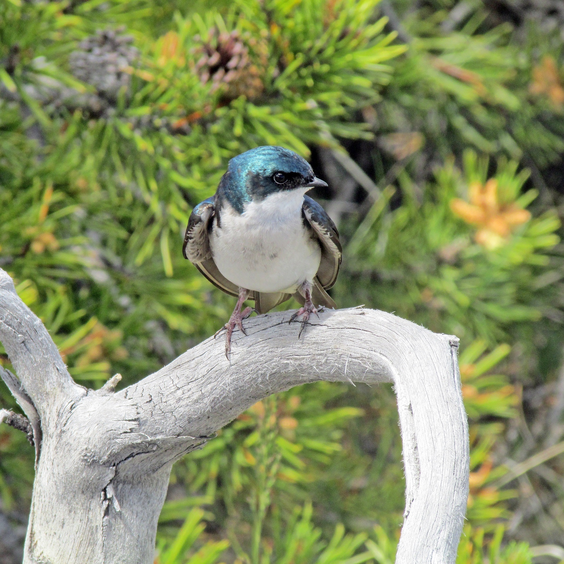 Swallow, Nature's beauty, Free download, Bird in its habitat, 1920x1920 HD Phone