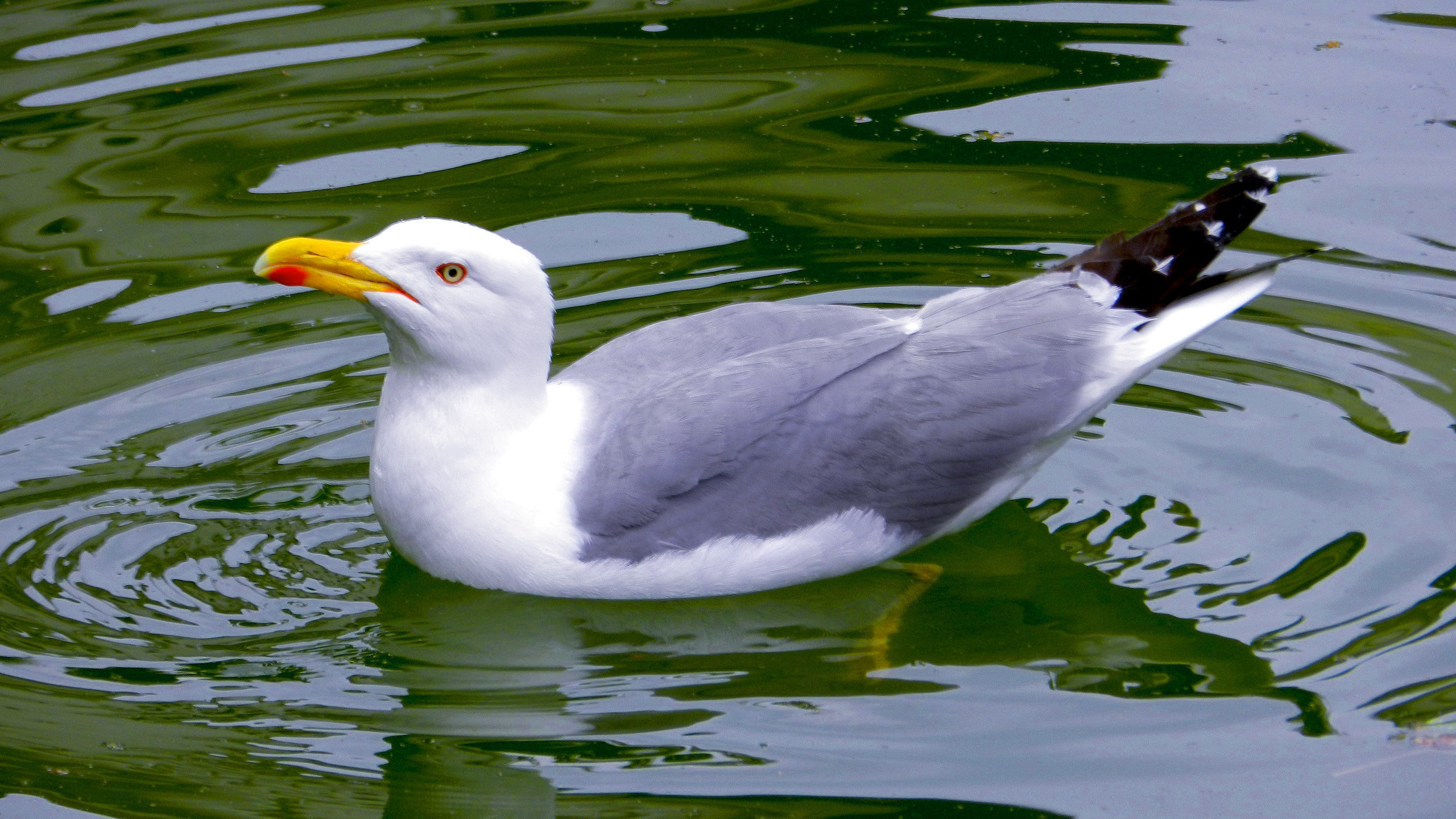 Barbara's seagulls, HD wallpapers, Stunning backgrounds, Coastal beauty, 2560x1440 HD Desktop