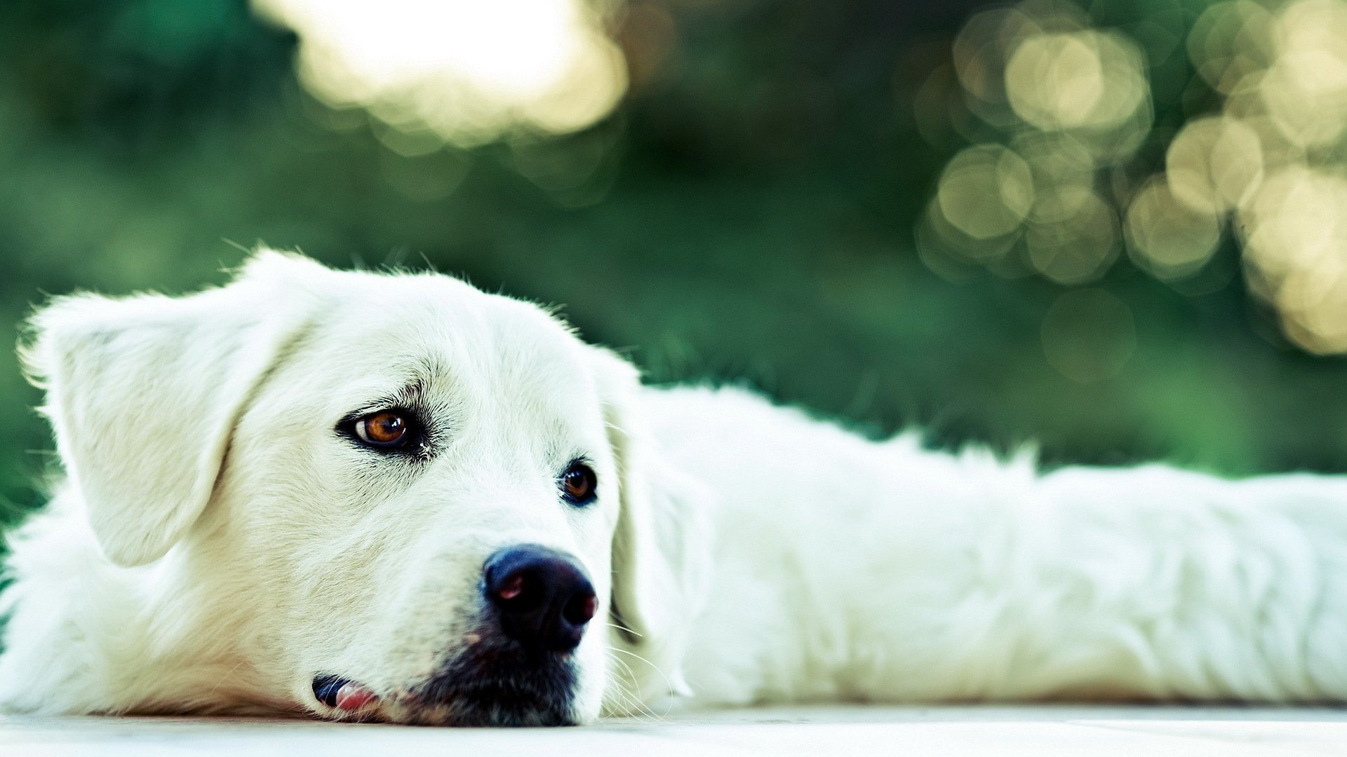 Akbash Dog, Dog wallpaper, HD wallpaper, Canine companion, 1920x1080 Full HD Desktop