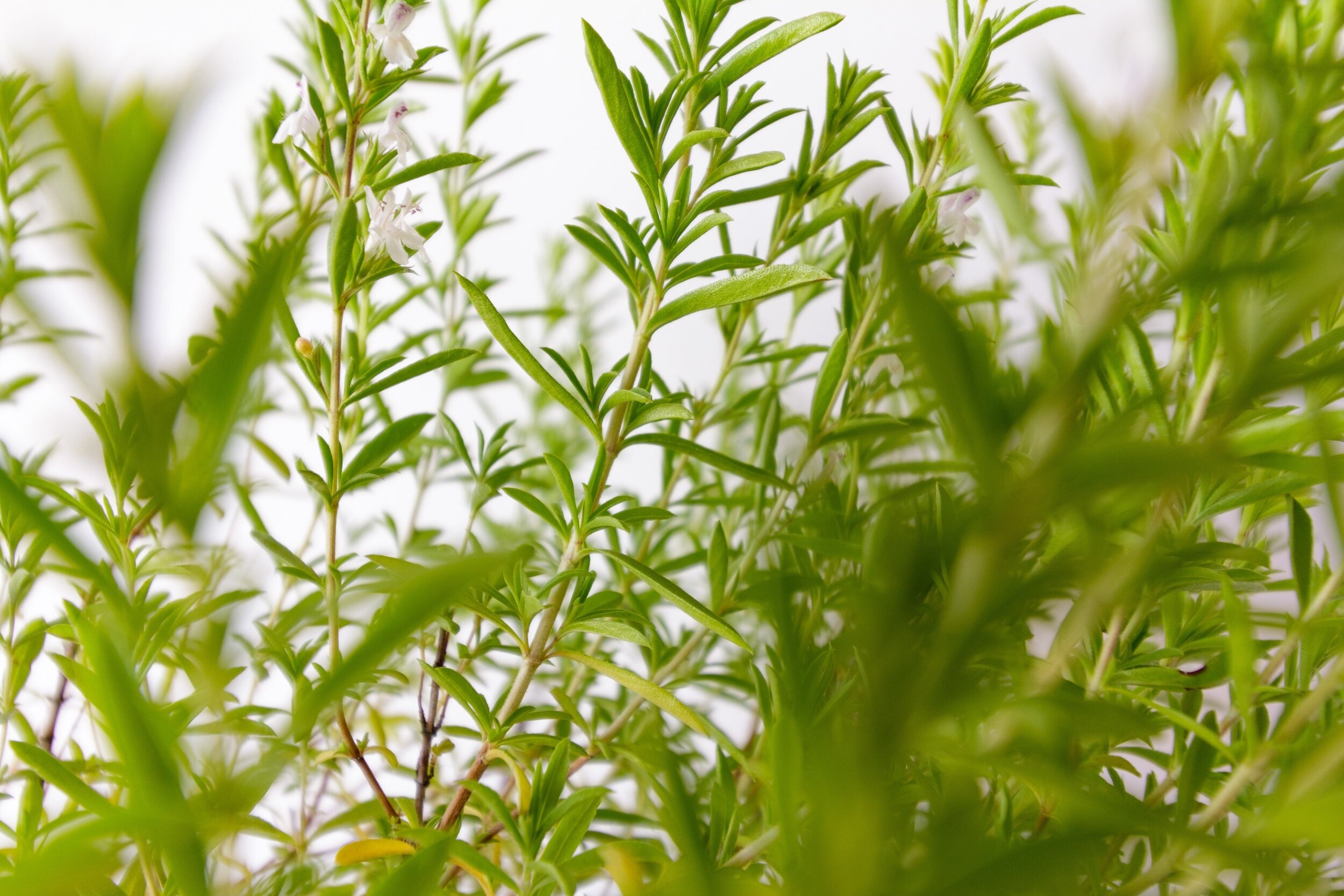 Fairwild foundation, Winter savory preservation, Sustainable herb, 2500x1670 HD Desktop