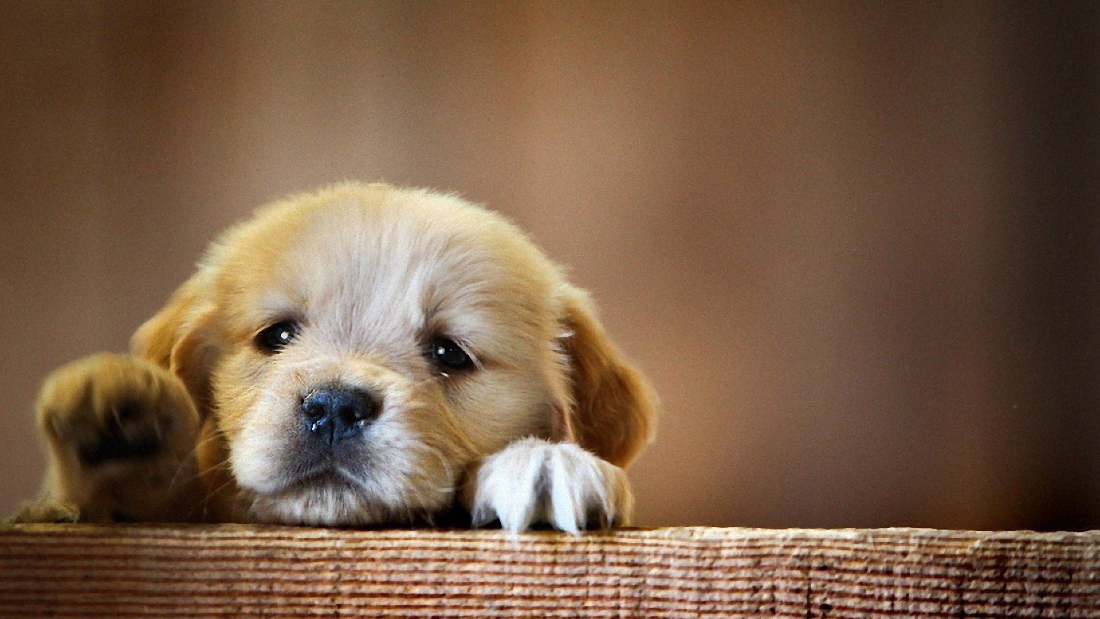 Puppy, Cute Backgrounds Wallpaper, 3840x2160 4K Desktop