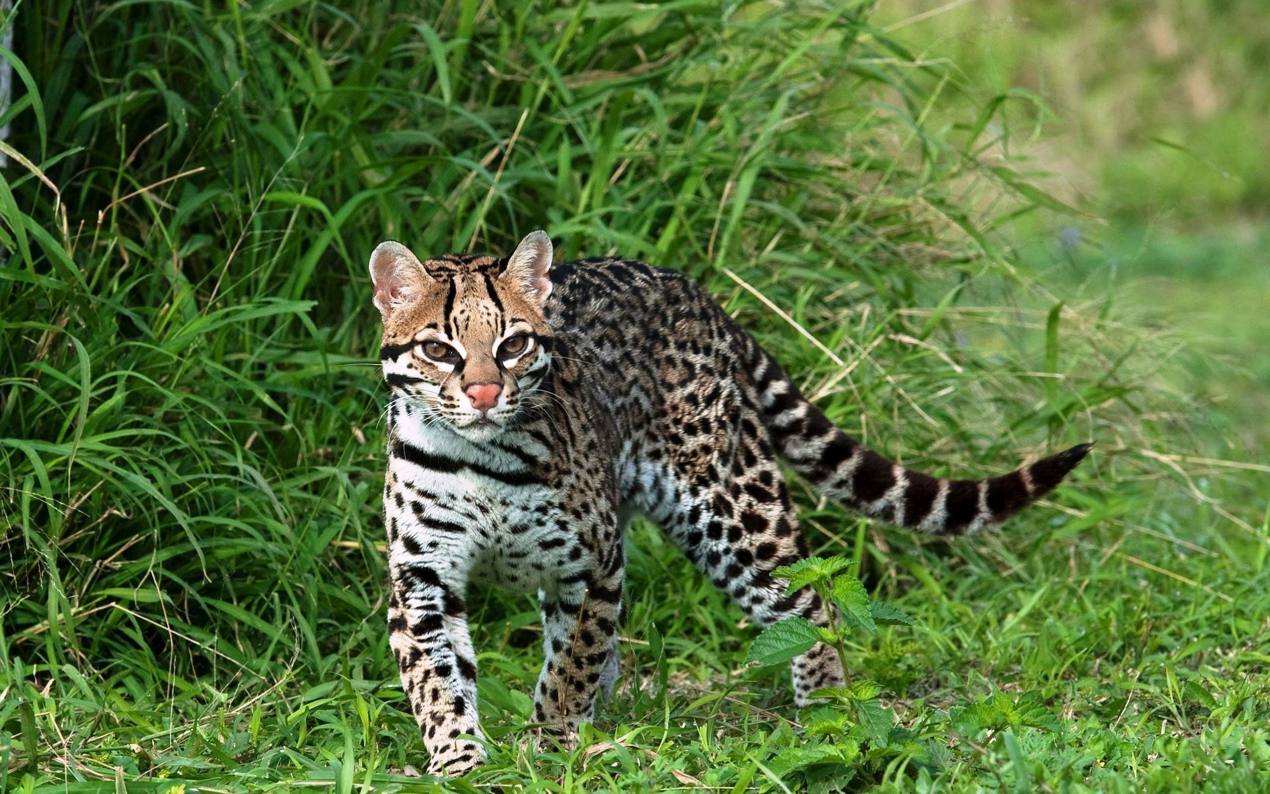 Ocelot, Stunning wallpaper, Graceful feline, Captivating image, 2560x1600 HD Desktop