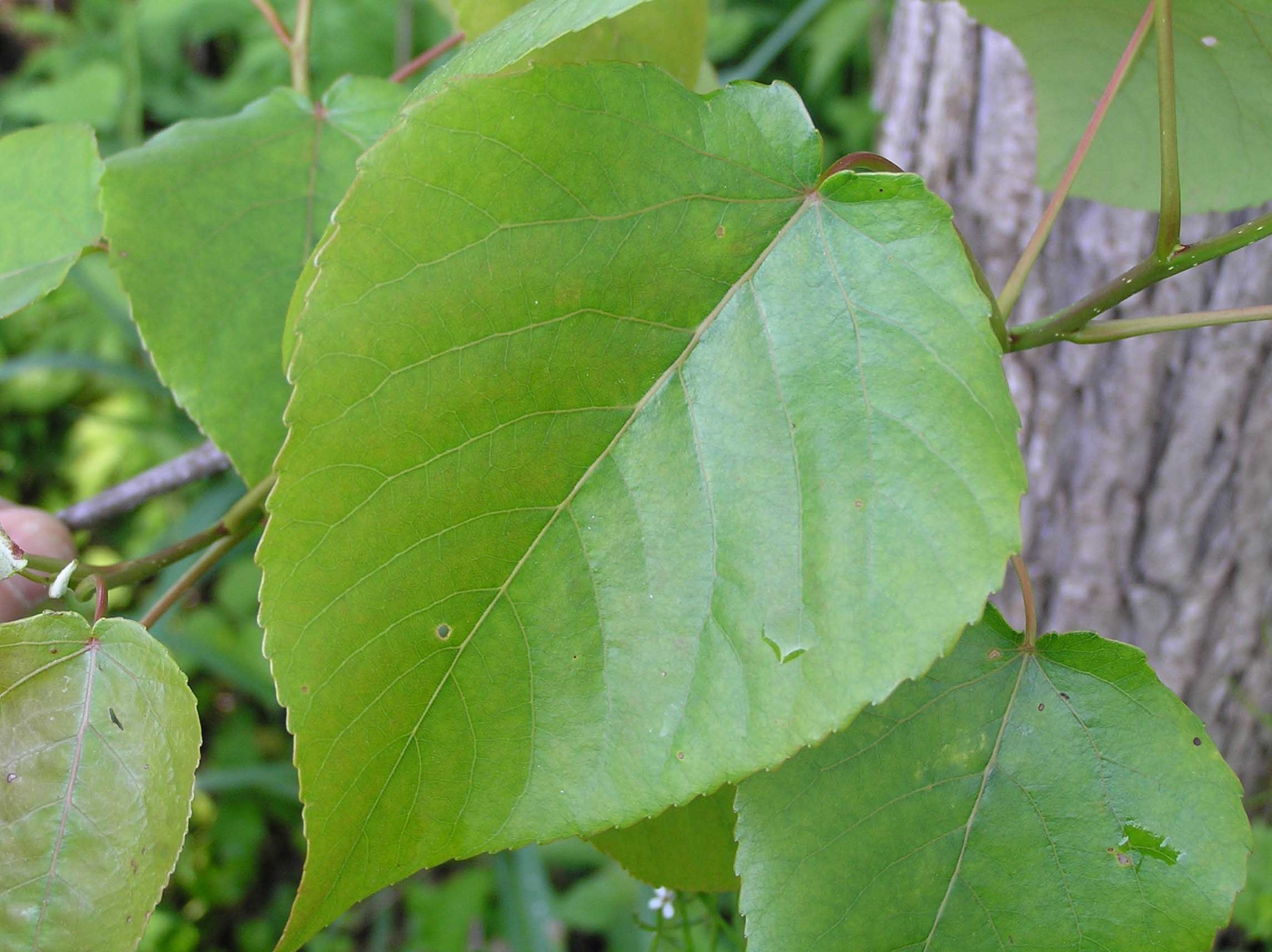 Swamp cottonwood, Purdue Fort Wayne, Wetland trees, Native flora, 2290x1720 HD Desktop