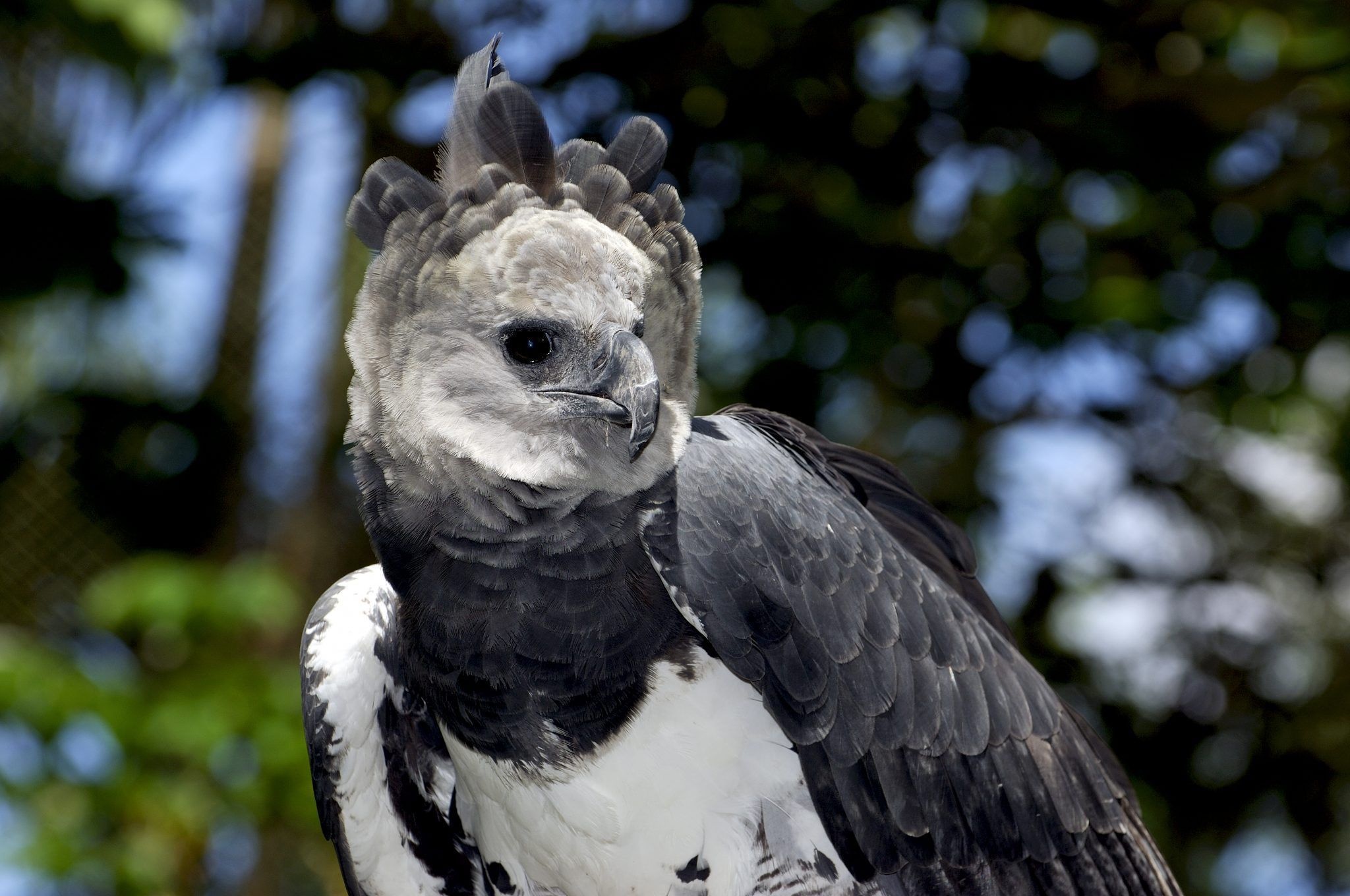 Harpy Eagle, Regal stance, Intense eyes, Iconic raptor, 2050x1360 HD Desktop