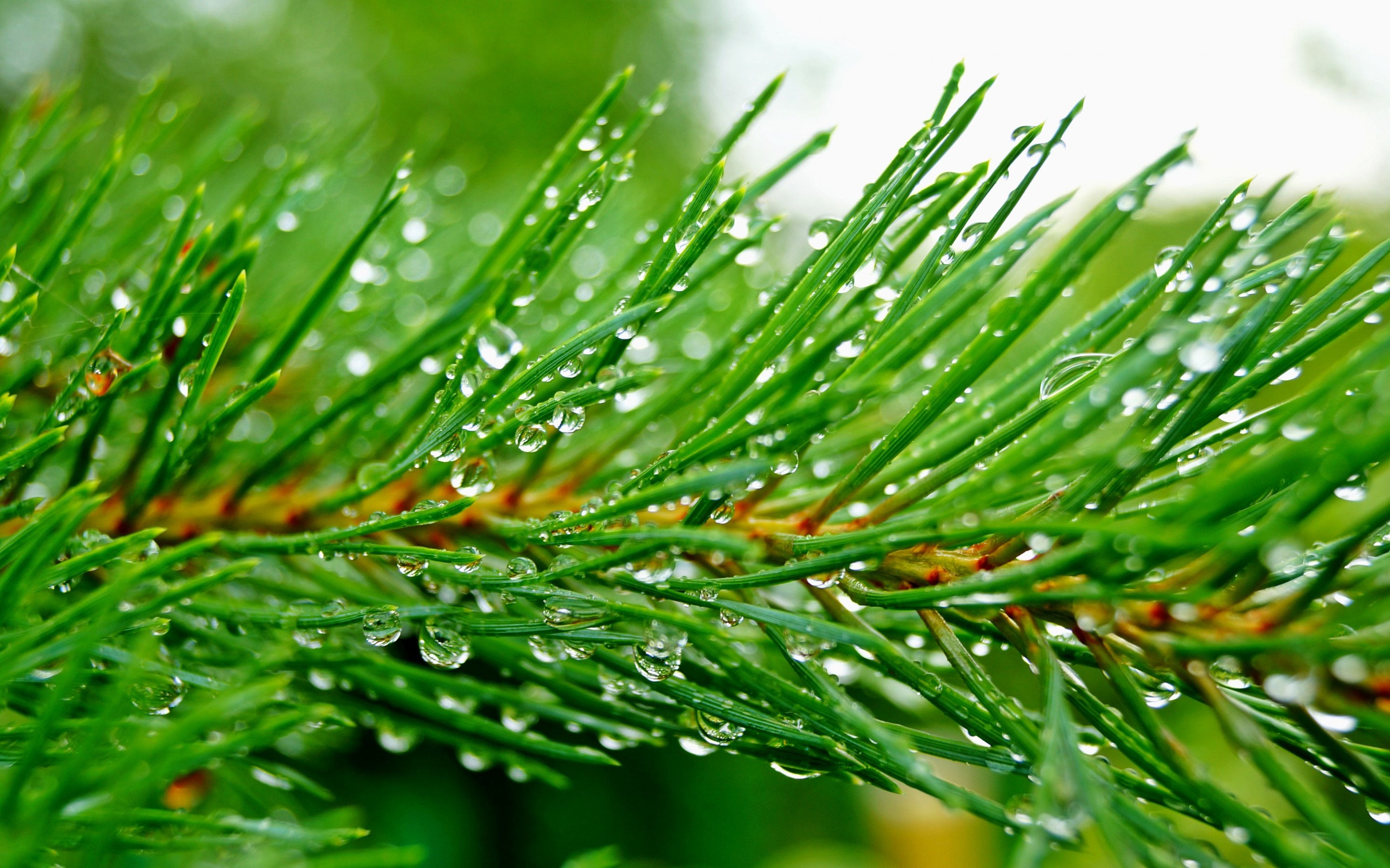 Pine Tree, Backgrounds, 2880x1800 HD Desktop