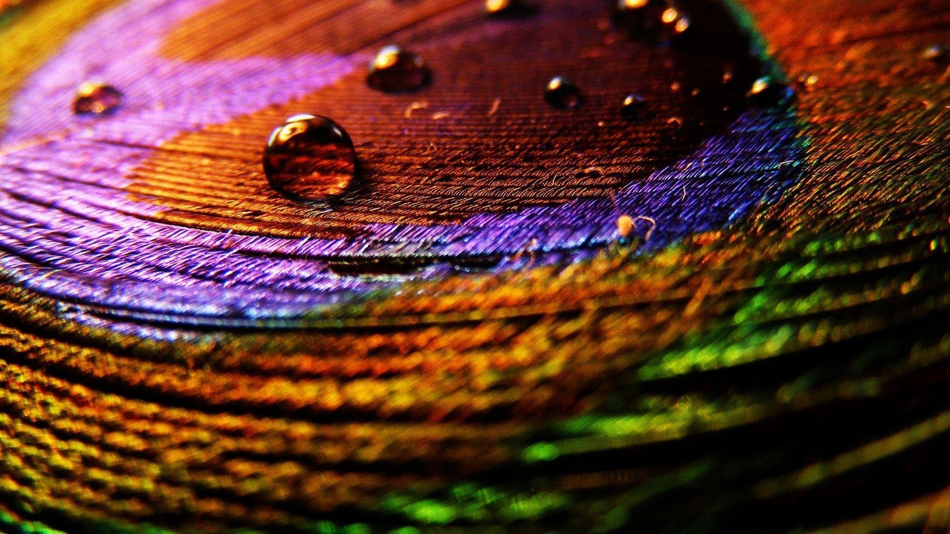 Iridescent peacock feather, Macro water droplets, Detailed feather barbules, Full HD Desktop wallpaper