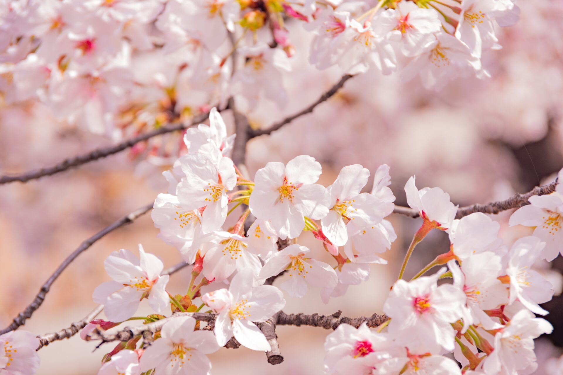 Sakura cherry blossoms, Blooming cherry tree branch, Soft pink floral bokeh, HD Desktop wallpaper