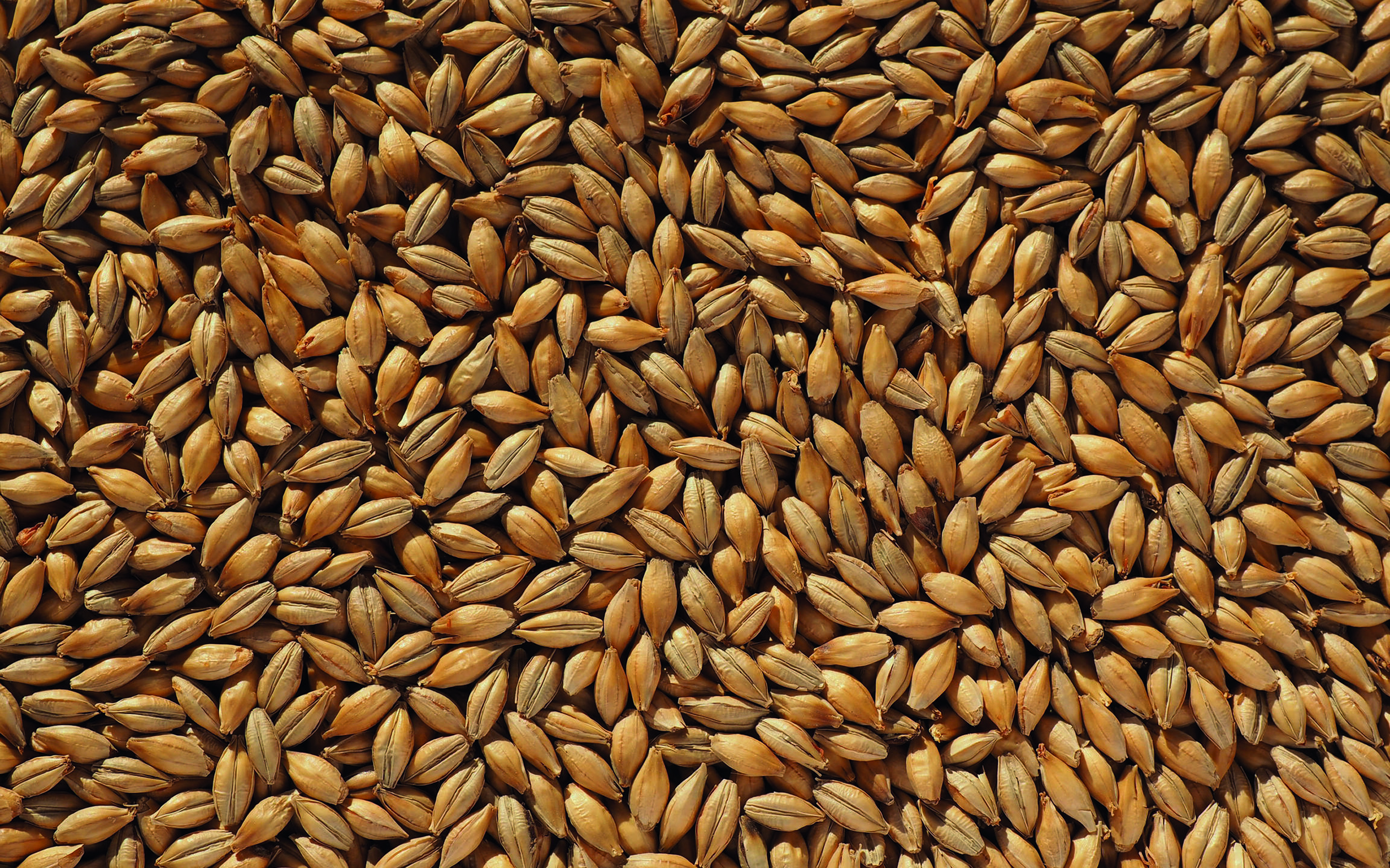 Malt grains wallpapers, Macro cereal backgrounds, Grain textures, High resolution, 2880x1800 HD Desktop