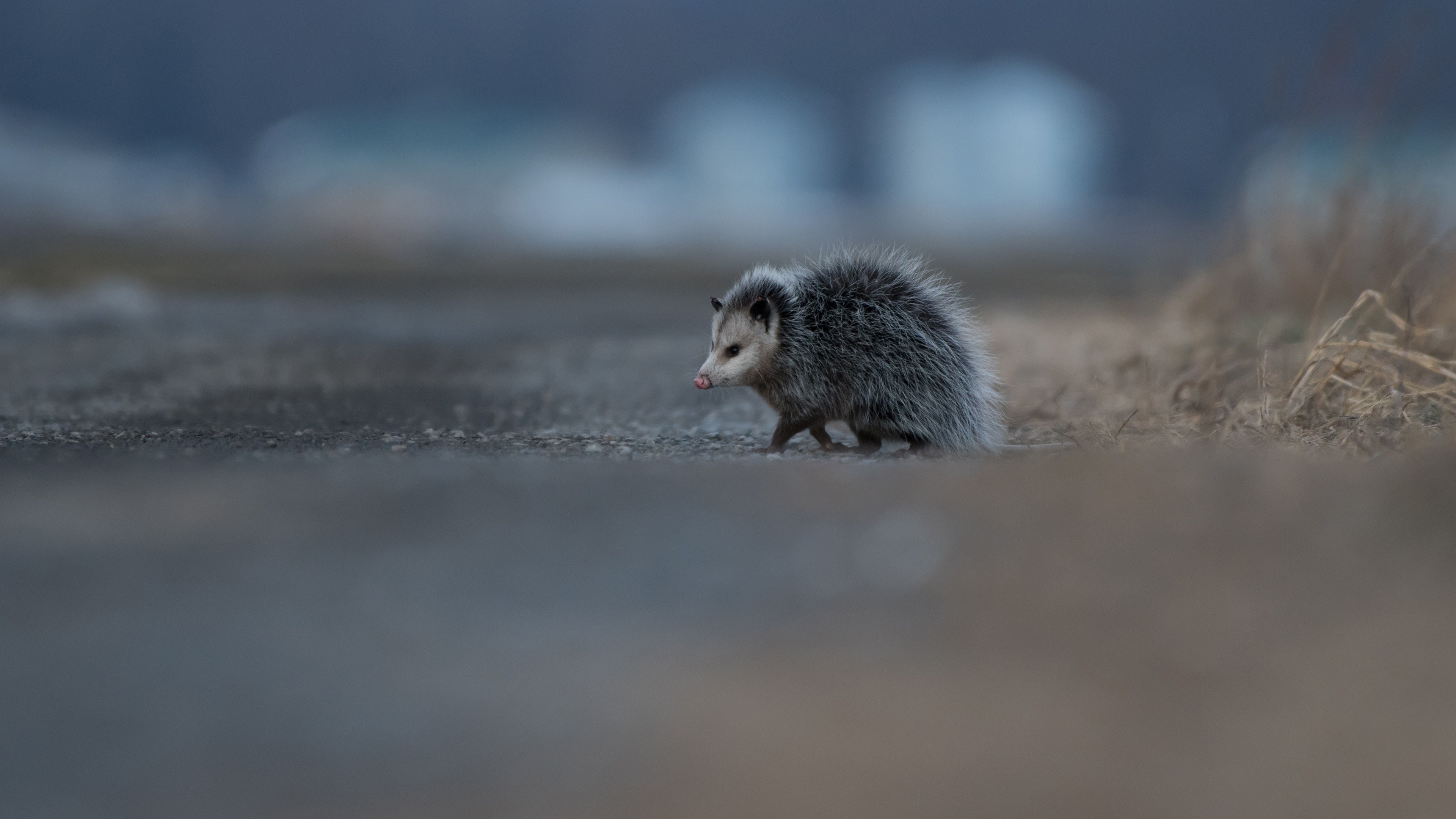 The southern, Opossum Wallpaper, 3840x2160 4K Desktop