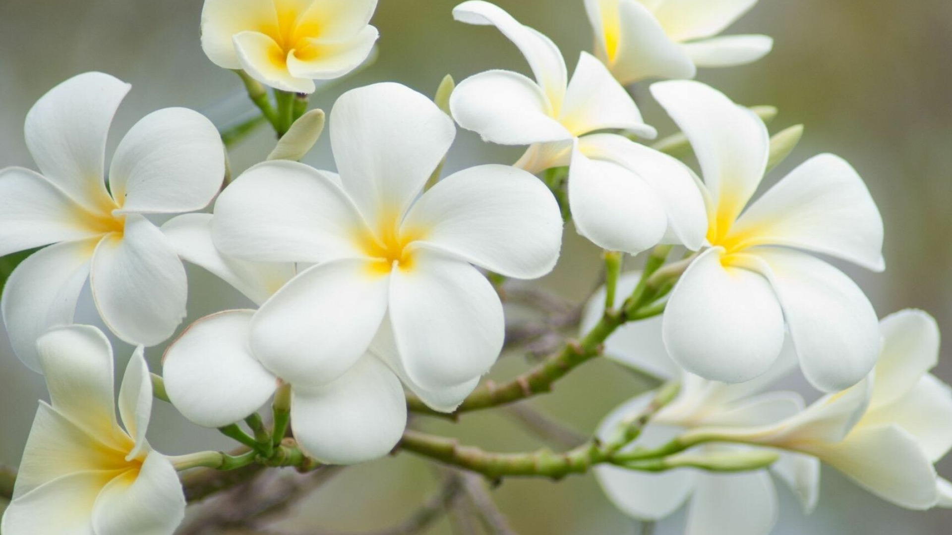 Frangipani flowers, Nature's beauty, Plumeria blossoms, Fragrant petals, 1920x1080 Full HD Desktop