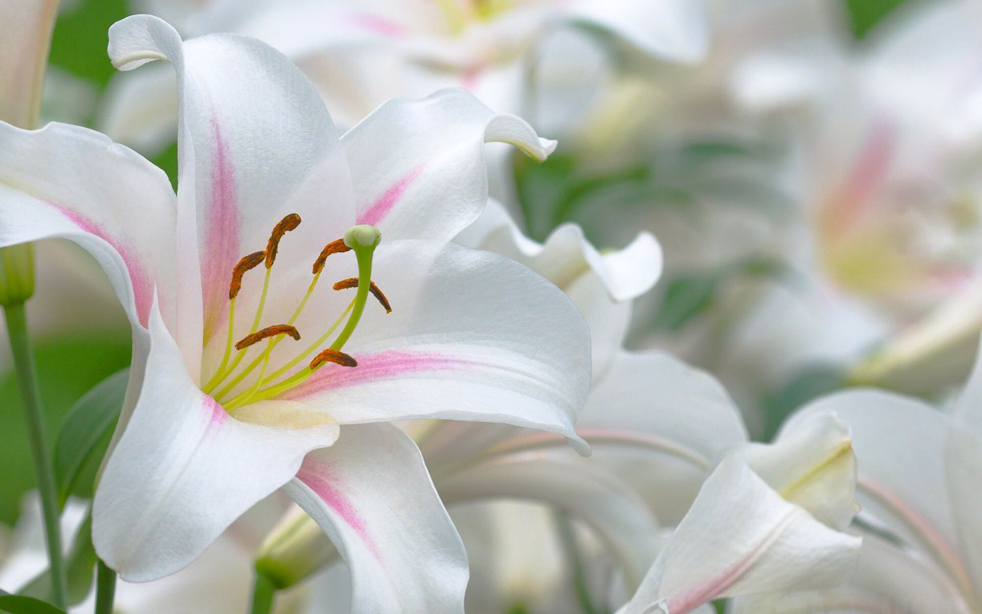 White lilies, Stunning wallpaper, Beautiful flowers, Lovely border, 1920x1200 HD Desktop