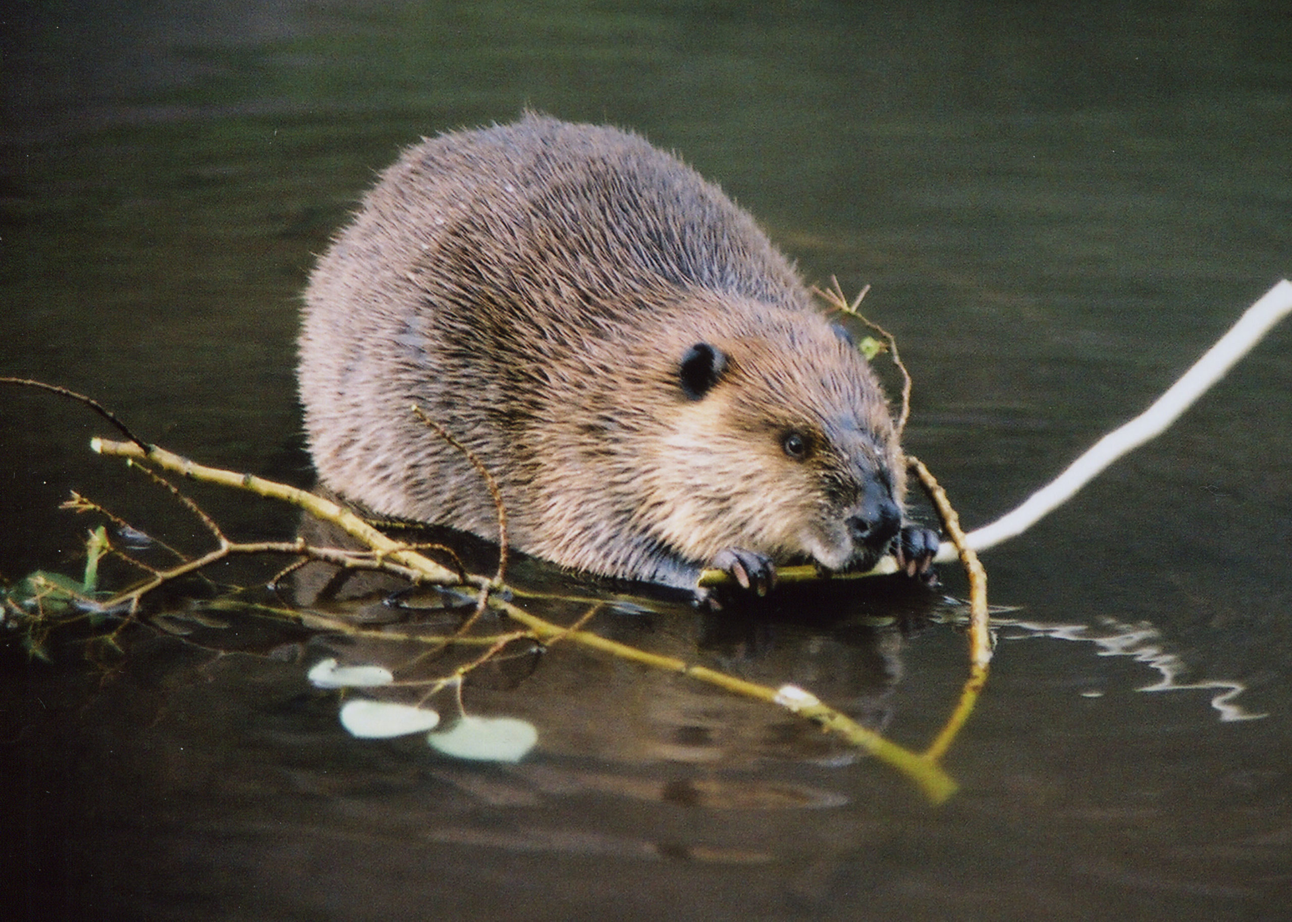 Eating, Beavers Wallpaper, 2560x1830 HD Desktop