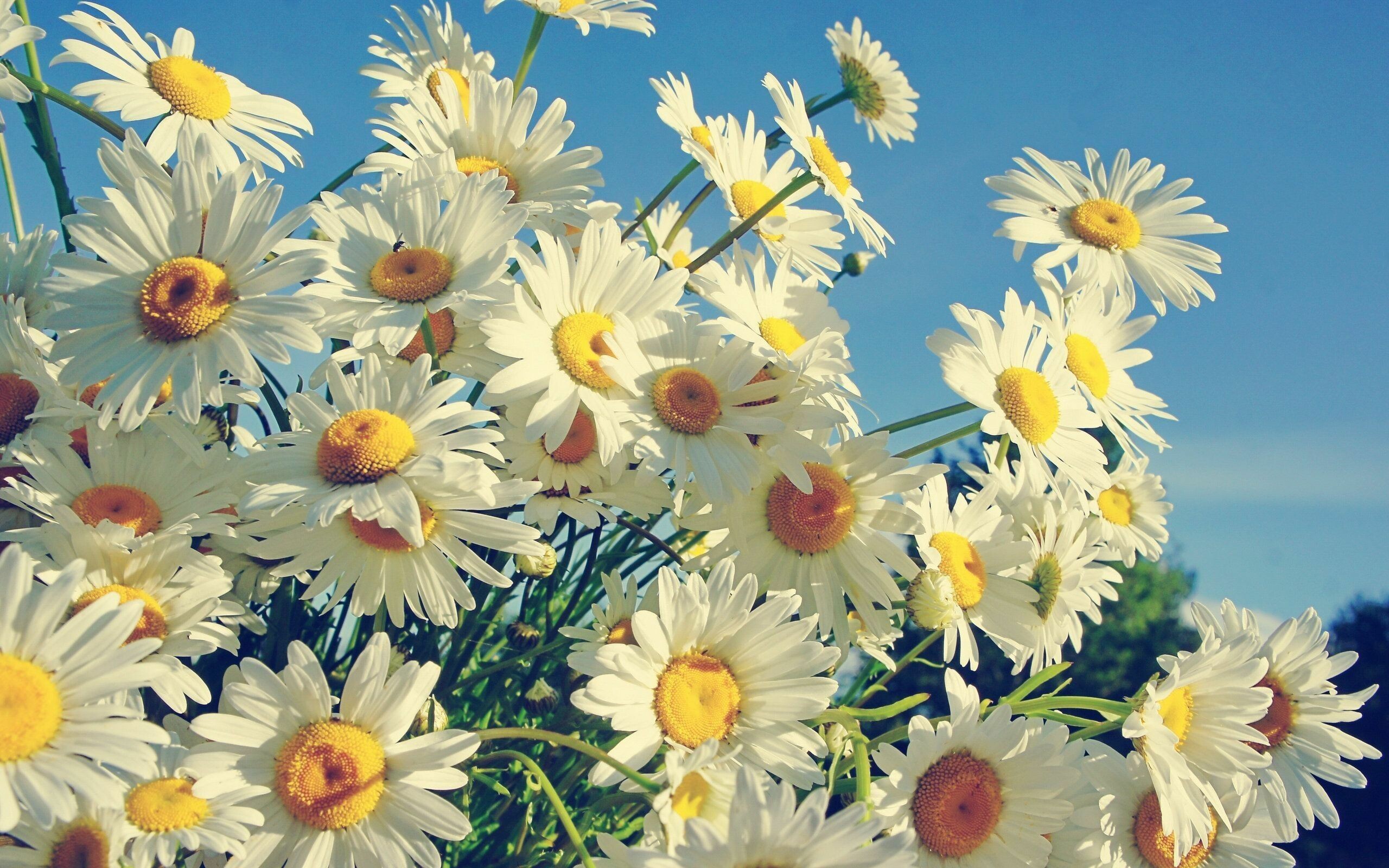 Daisy laptop wallpapers, Nature's charm, Delicate petals, Laptop beauty, 2560x1600 HD Desktop