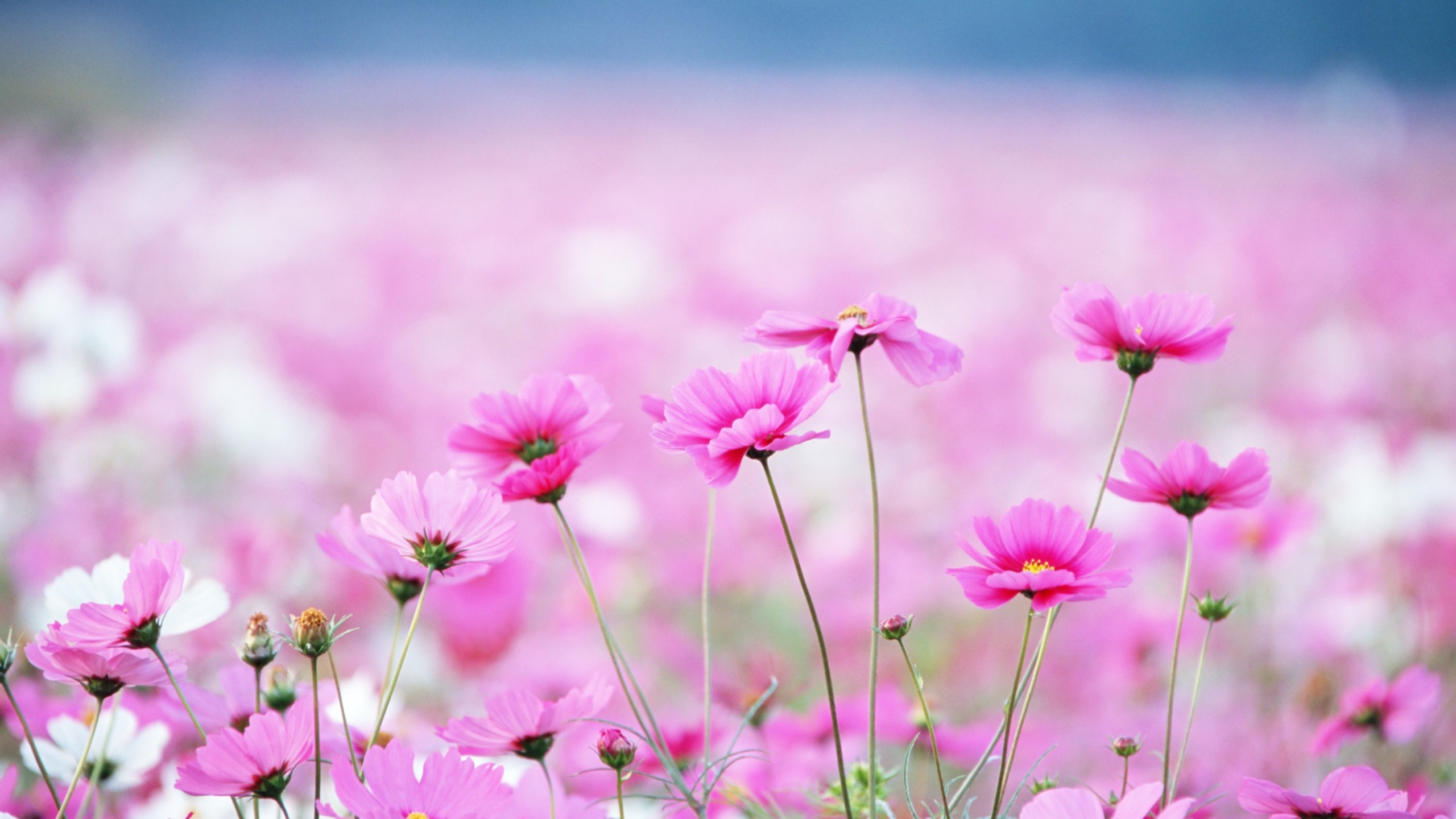 Pink cosmos flowers, Blooming cosmos meadow, Pastel bokeh background, HD Desktop wallpaper