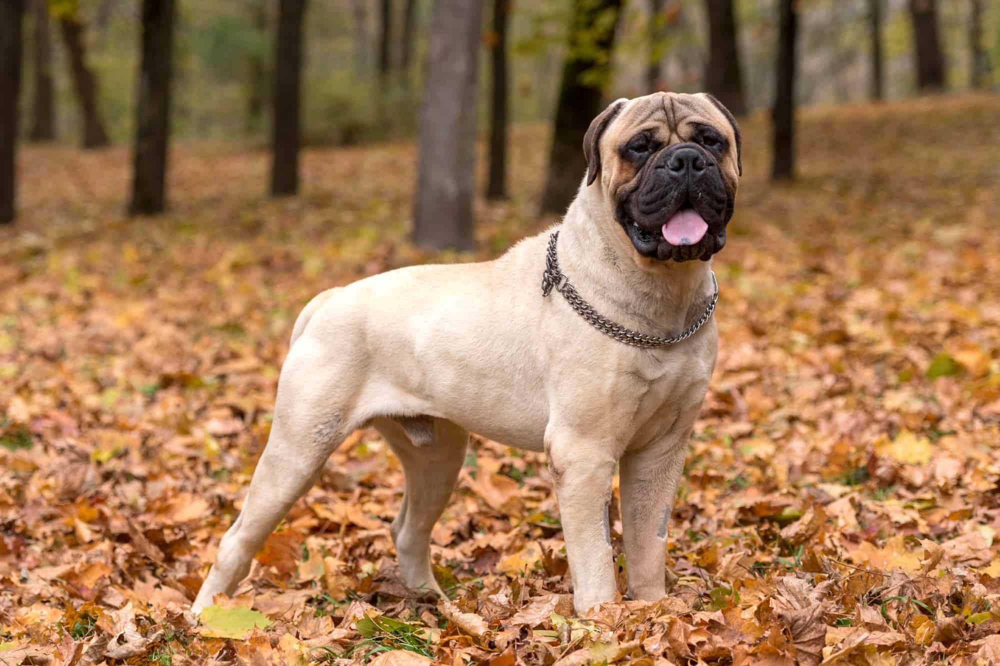 Best breeders, Bullmastiff, Top picks, 2022, 2000x1340 HD Desktop