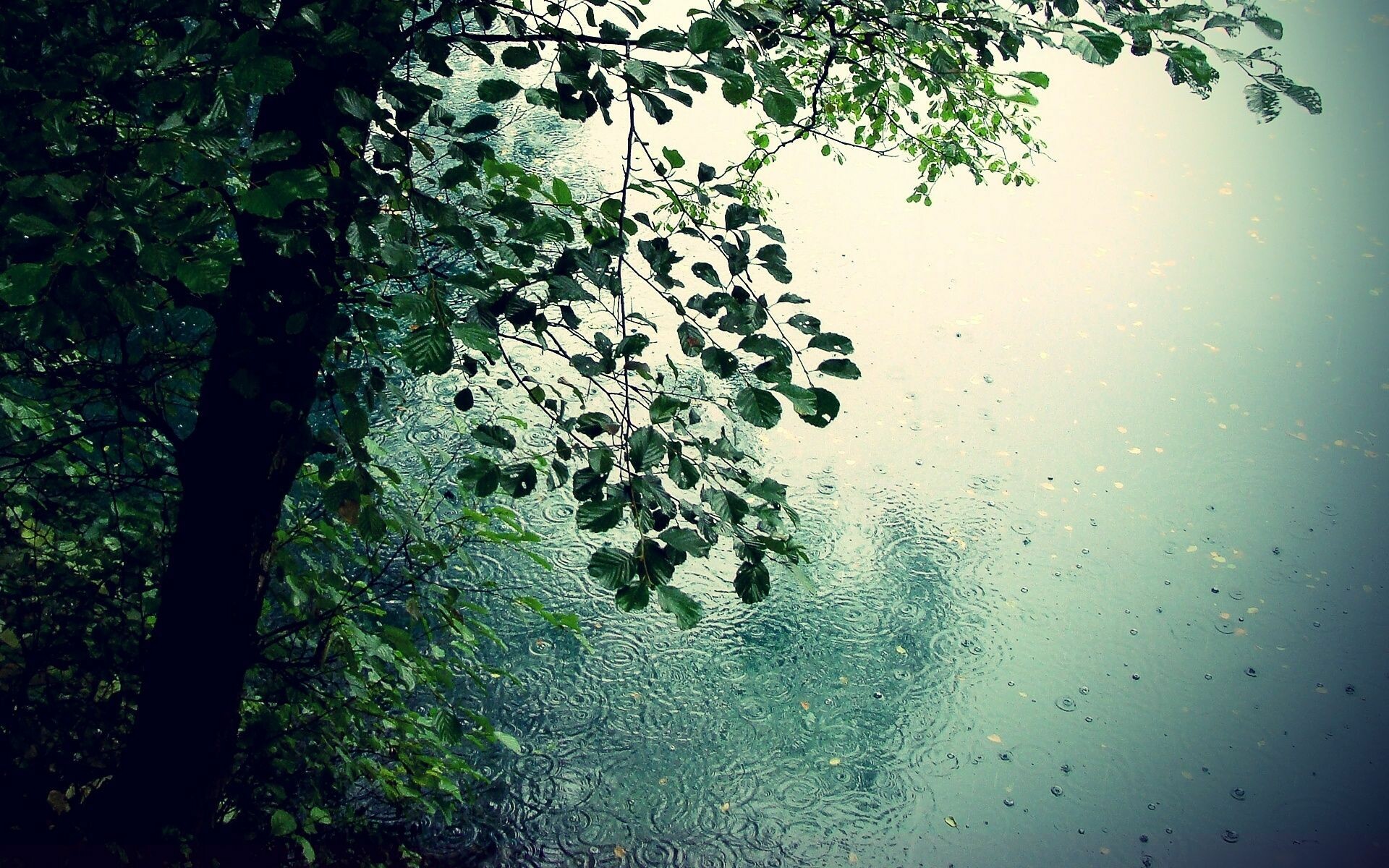 Calming rain, 4K rainfall, Nature's tears, Tranquil backgrounds, 1920x1200 HD Desktop