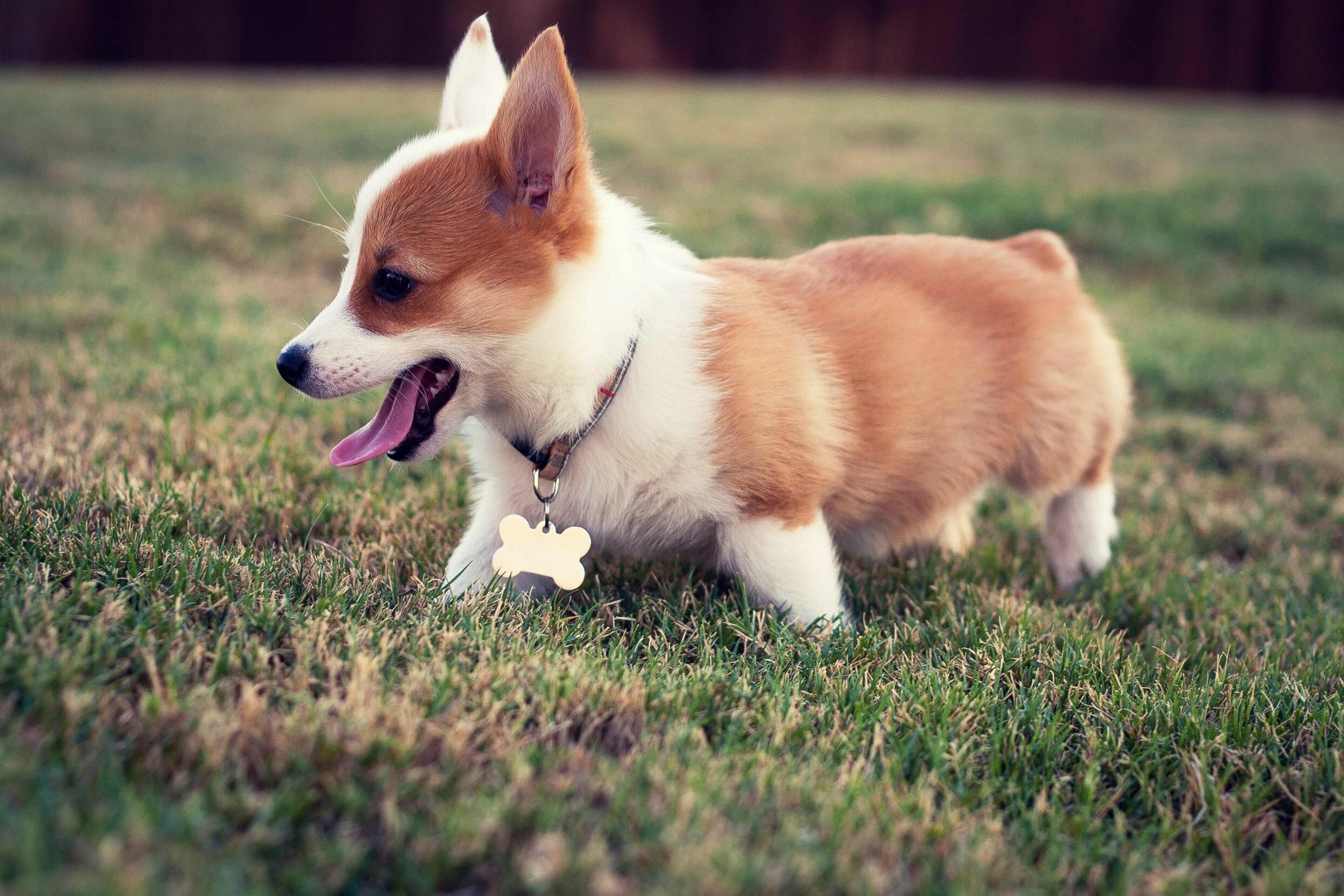 Corgi, Beautiful wallpapers, 2490x1660 HD Desktop