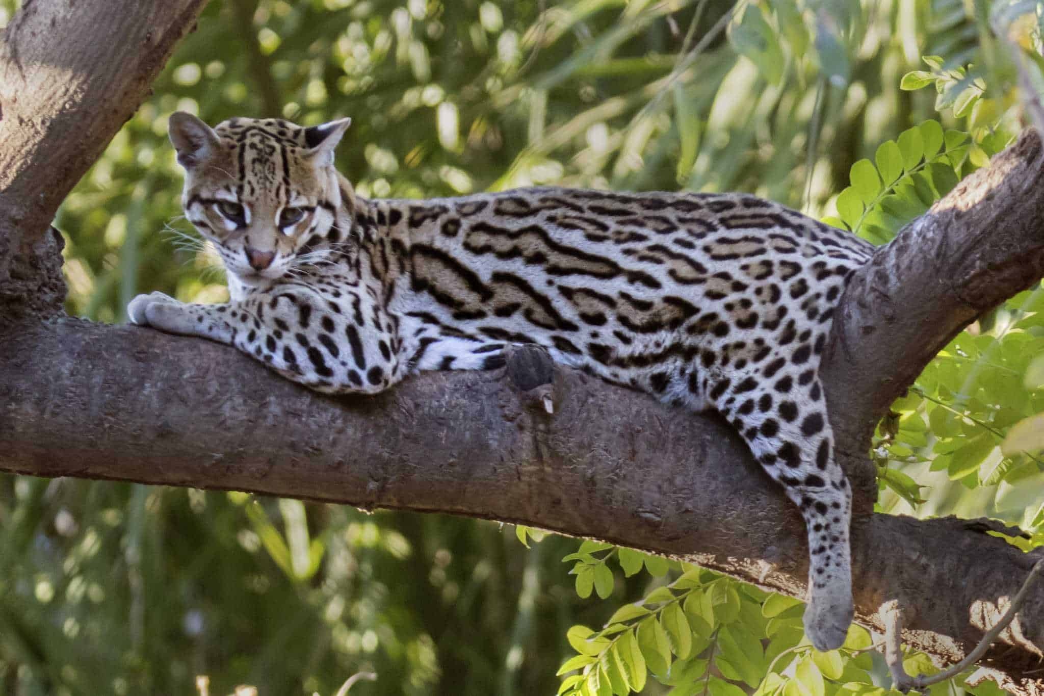 Ocelot, Feline beauty, Elusive predator, Mysterious wildcat, 2050x1370 HD Desktop