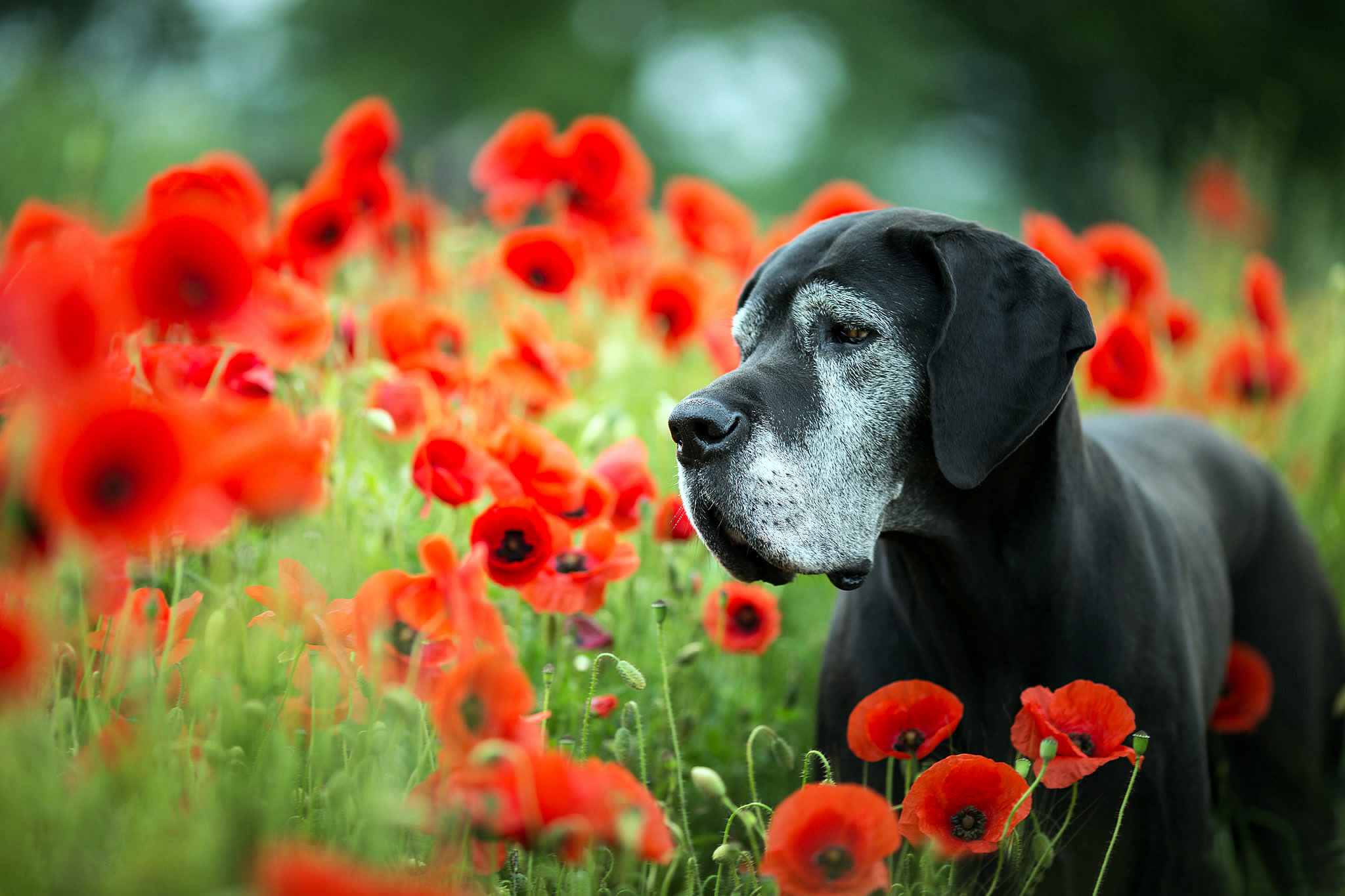Great Dane, Smooth coat, Elegant dog breeds, Clear sight, 2050x1370 HD Desktop