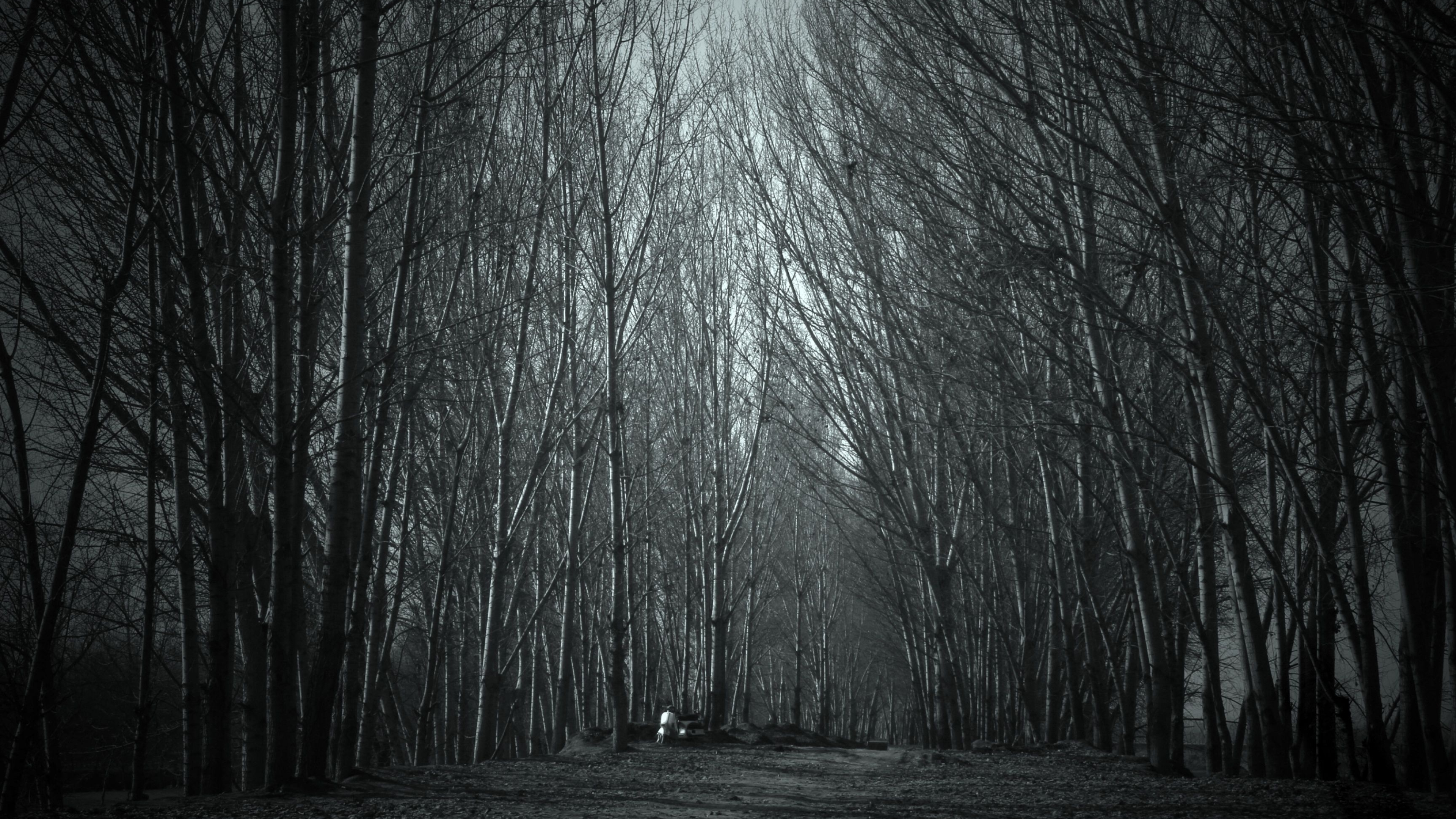 tall bare poplar trees, distant solitary figure, dark dirt forest path, 4K Desktop wallpaper